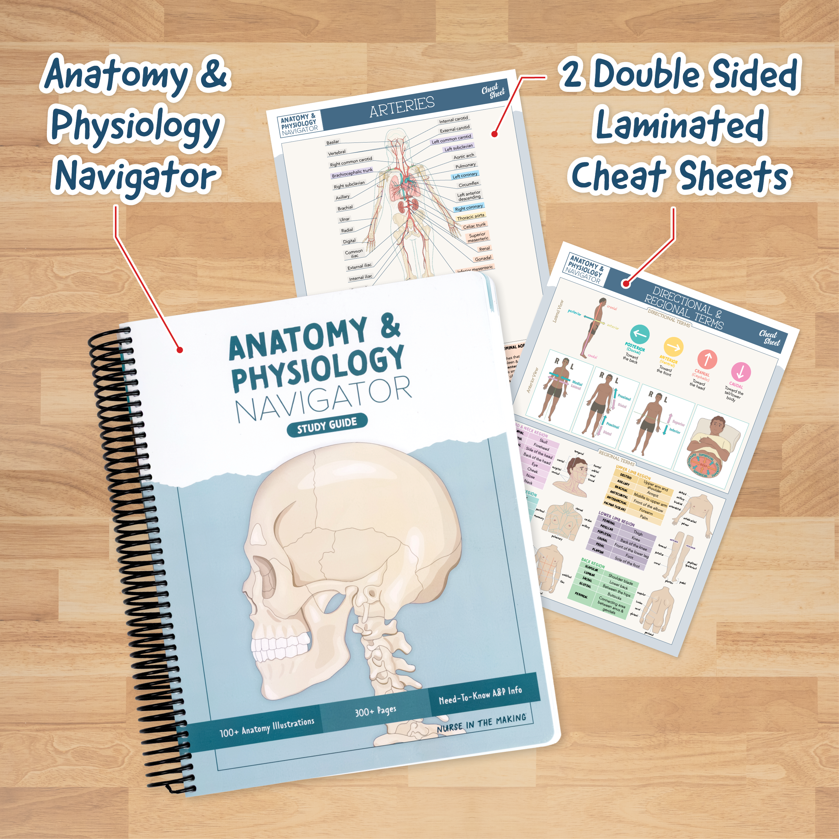 Anatomy & Physiology Navigator Kit™
