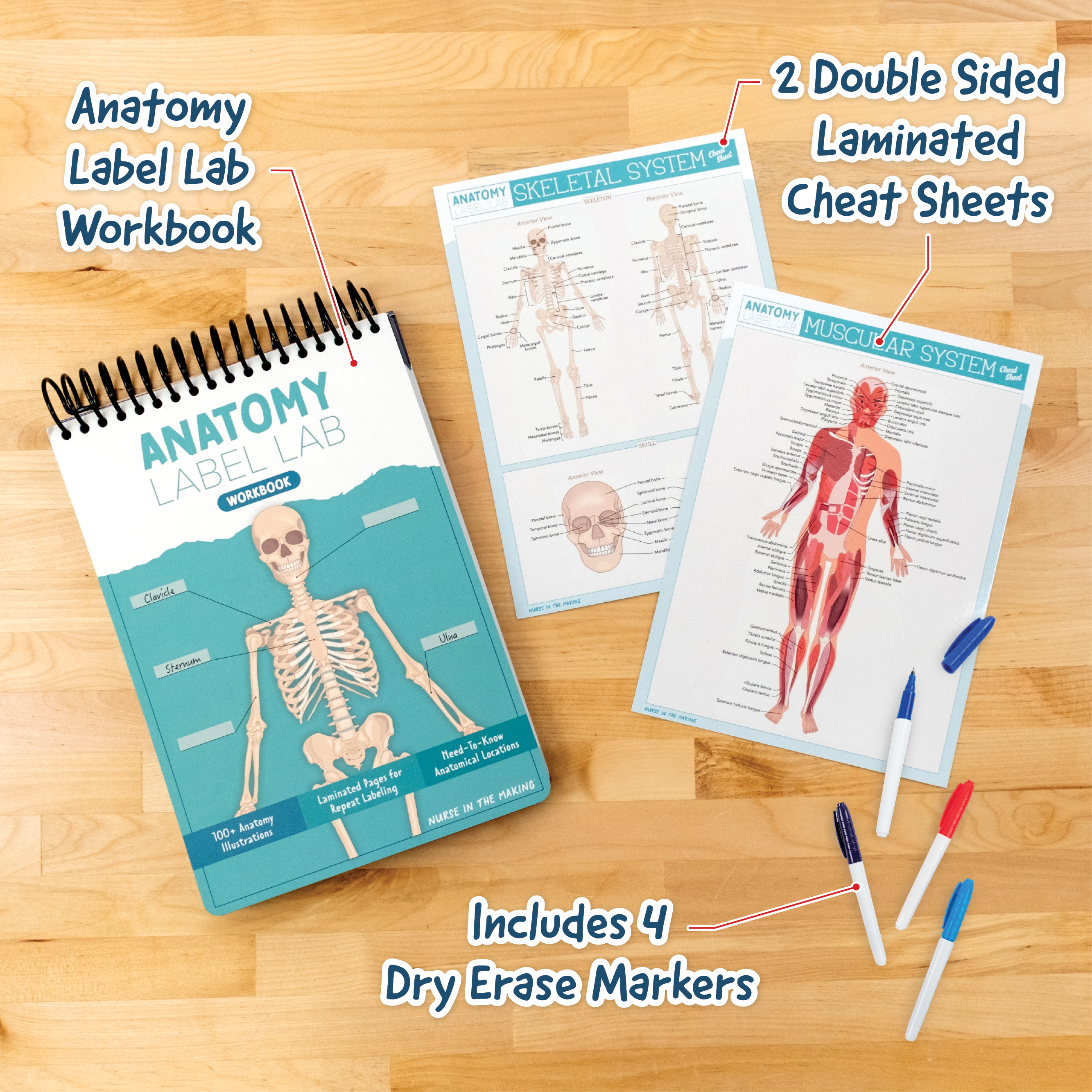 Complete anatomy study bundle featuring the Anatomy Label Lab workbook, two double-sided laminated cheat sheets (skeletal and muscular systems), and four dry erase markers. Callouts highlight each item on a wood surface. Designed for students who want interactive, repeatable learning tools for mastering anatomy fast.