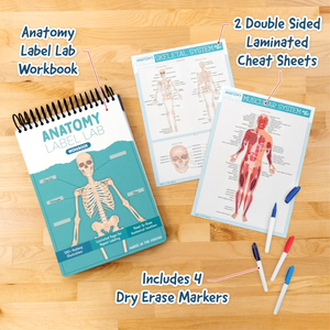 Complete anatomy study bundle featuring the Anatomy Label Lab workbook, two double-sided laminated cheat sheets (skeletal and muscular systems), and four dry erase markers. Callouts highlight each item on a wood surface. Designed for students who want interactive, repeatable learning tools for mastering anatomy fast.