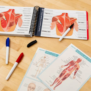 Anatomy Label Lab workbook open to muscle labeling of the shoulder and back, with several muscles filled in. Laminated skeletal and muscular system cheat sheets lie nearby on a wood surface, along with red, blue, and black dry erase pens. Ideal for kinesthetic learners mastering anatomy through active engagement.
