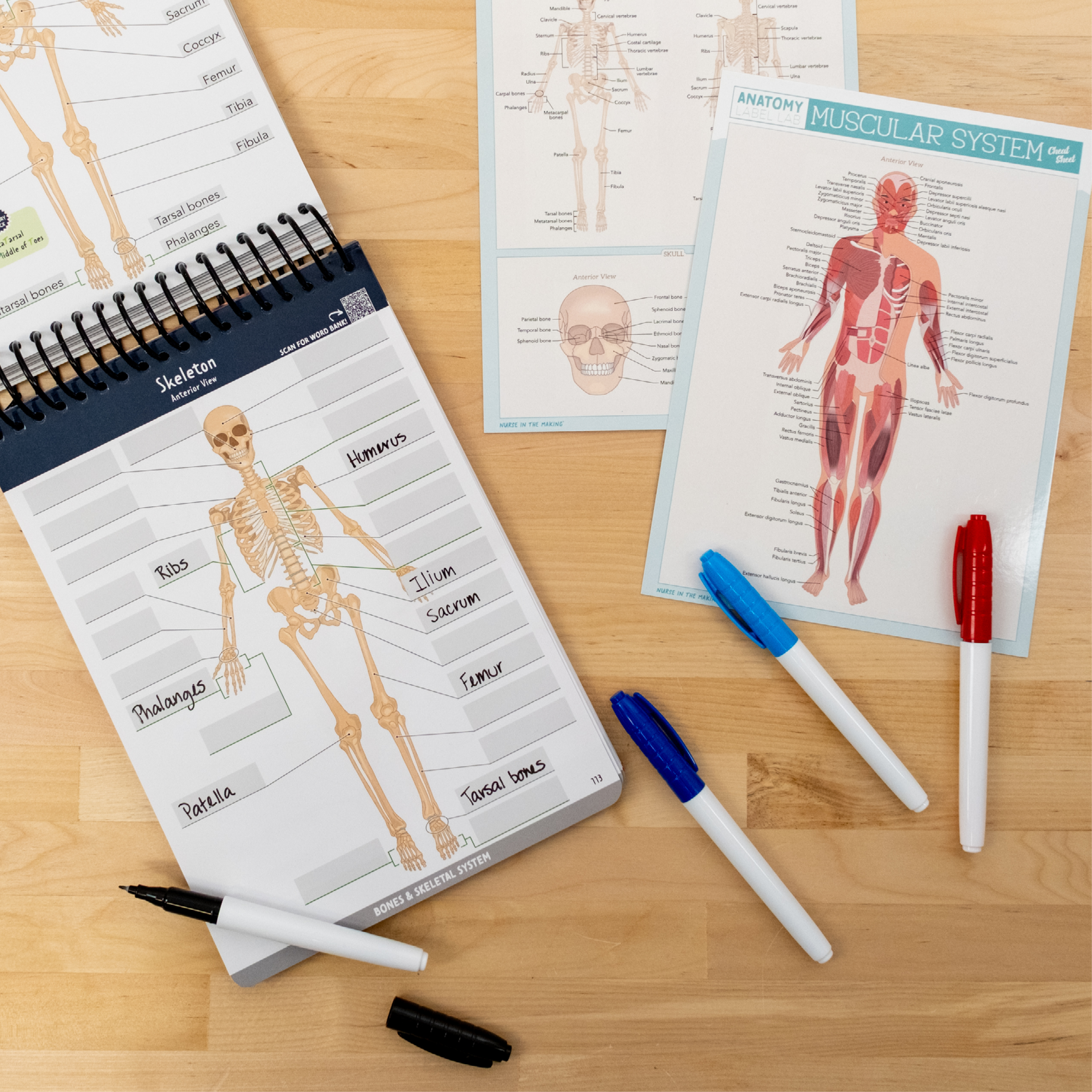 Anatomy Label Lab workbook open to a skeletal system labeling page filled in with key bones like femur, ribs, and patella. Surrounding it are laminated muscular and skeletal cheat sheets and colorful dry erase pens. Ideal for hands-on learners looking to reinforce anatomy knowledge through active repetition and visual cues.