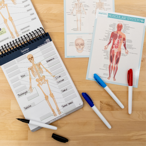Anatomy Label Lab workbook open to a skeletal system labeling page filled in with key bones like femur, ribs, and patella. Surrounding it are laminated muscular and skeletal cheat sheets and colorful dry erase pens. Ideal for hands-on learners looking to reinforce anatomy knowledge through active repetition and visual cues.