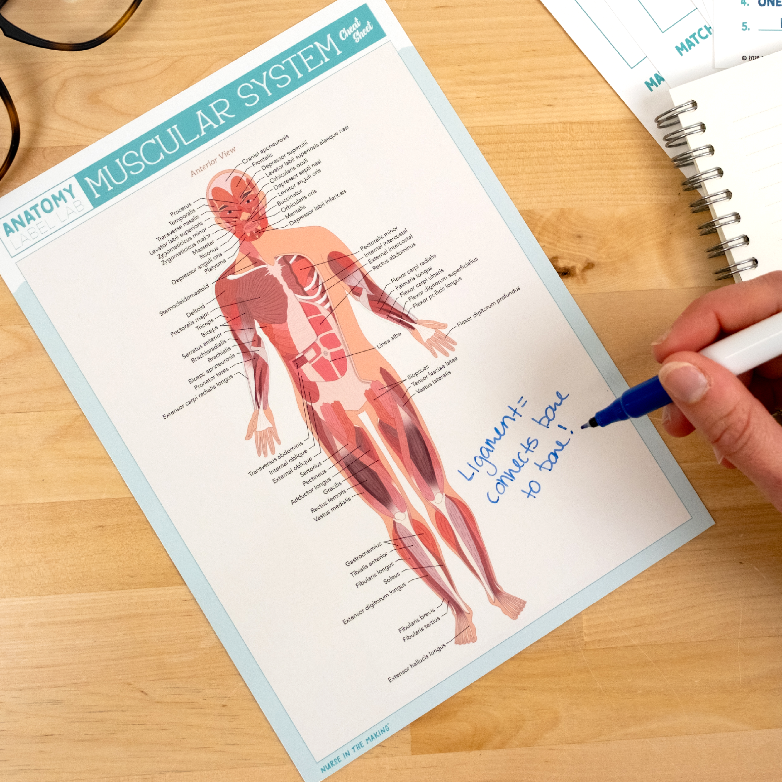 Muscular System Cheat Sheet showing the anterior view of labeled muscles, used in an active study session. A handwritten note reads “Ligament = connects bone to bone!” with a spiral notebook and worksheets nearby. Perfect for students looking to reinforce anatomy concepts through visual aids and dry erase interaction.