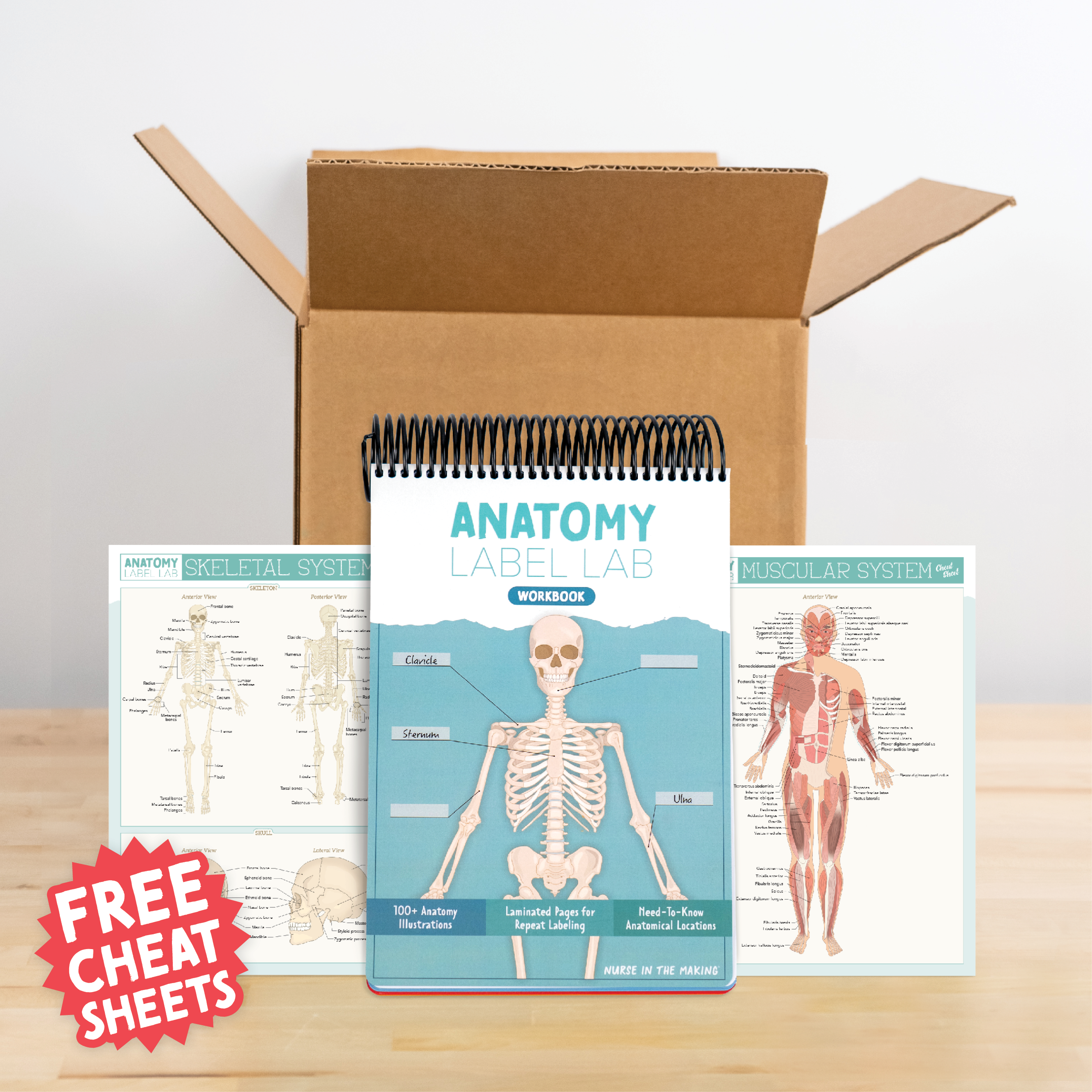 Anatomy Label Lab Workbook