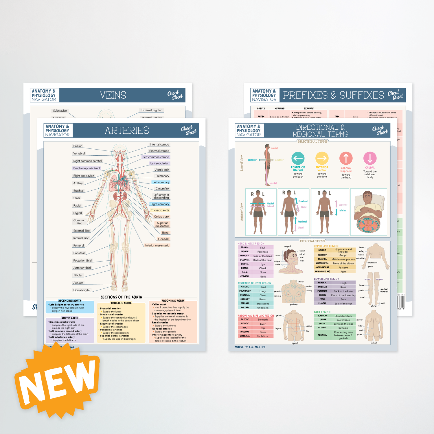 Anatomy & Physiology Navigator Cheat Sheets