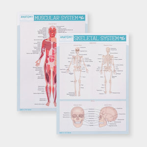 Anatomy Label Lab Cheat Sheets
