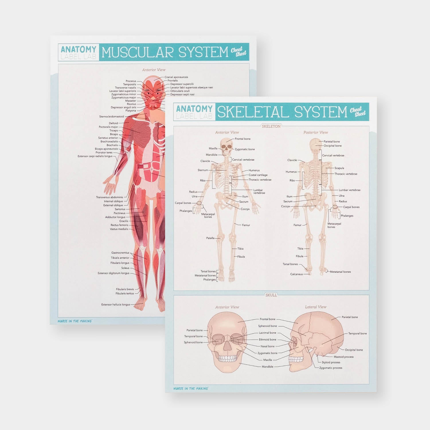 Anatomy Label Lab Cheat Sheets