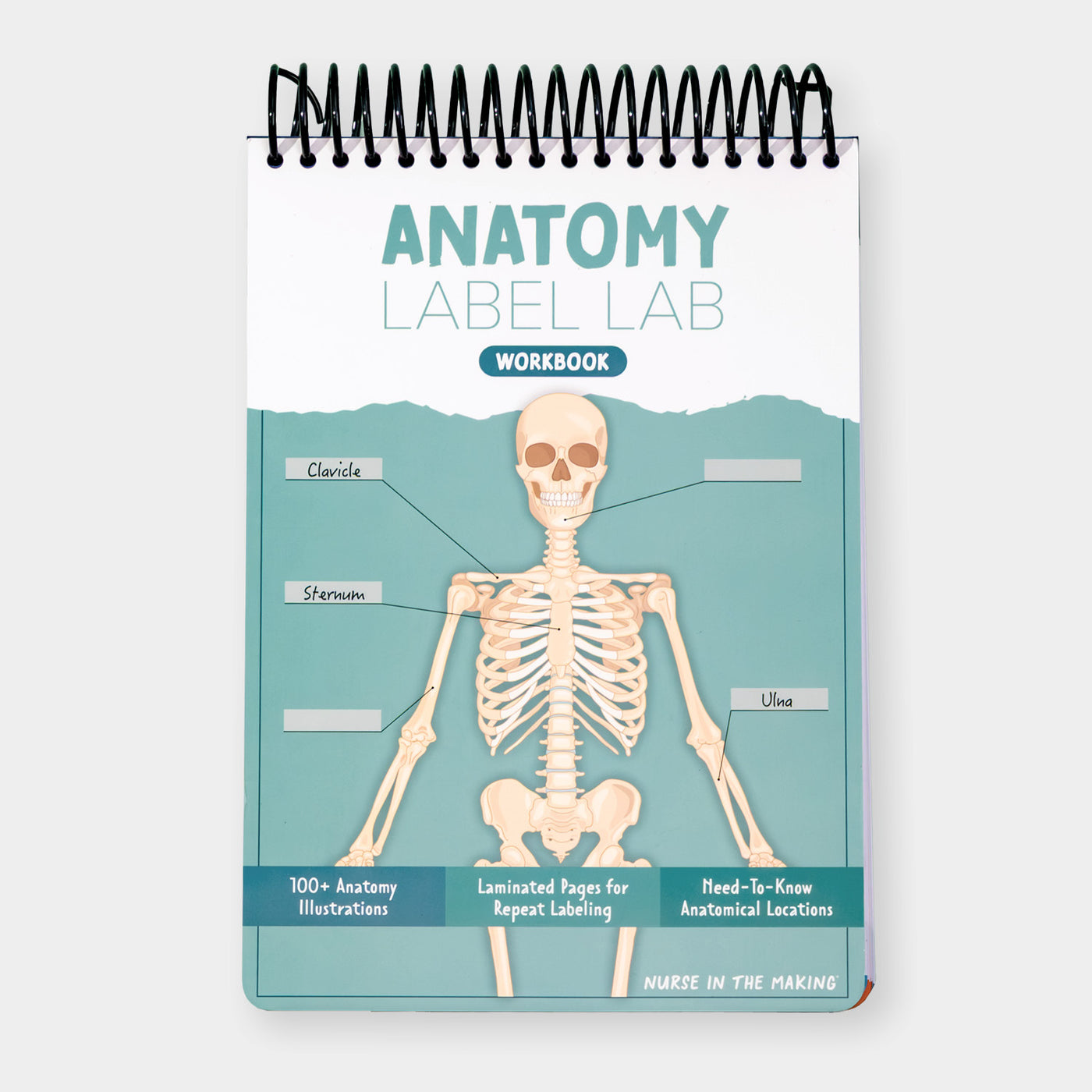 Anatomy Label Lab Workbook® – NurseInTheMaking