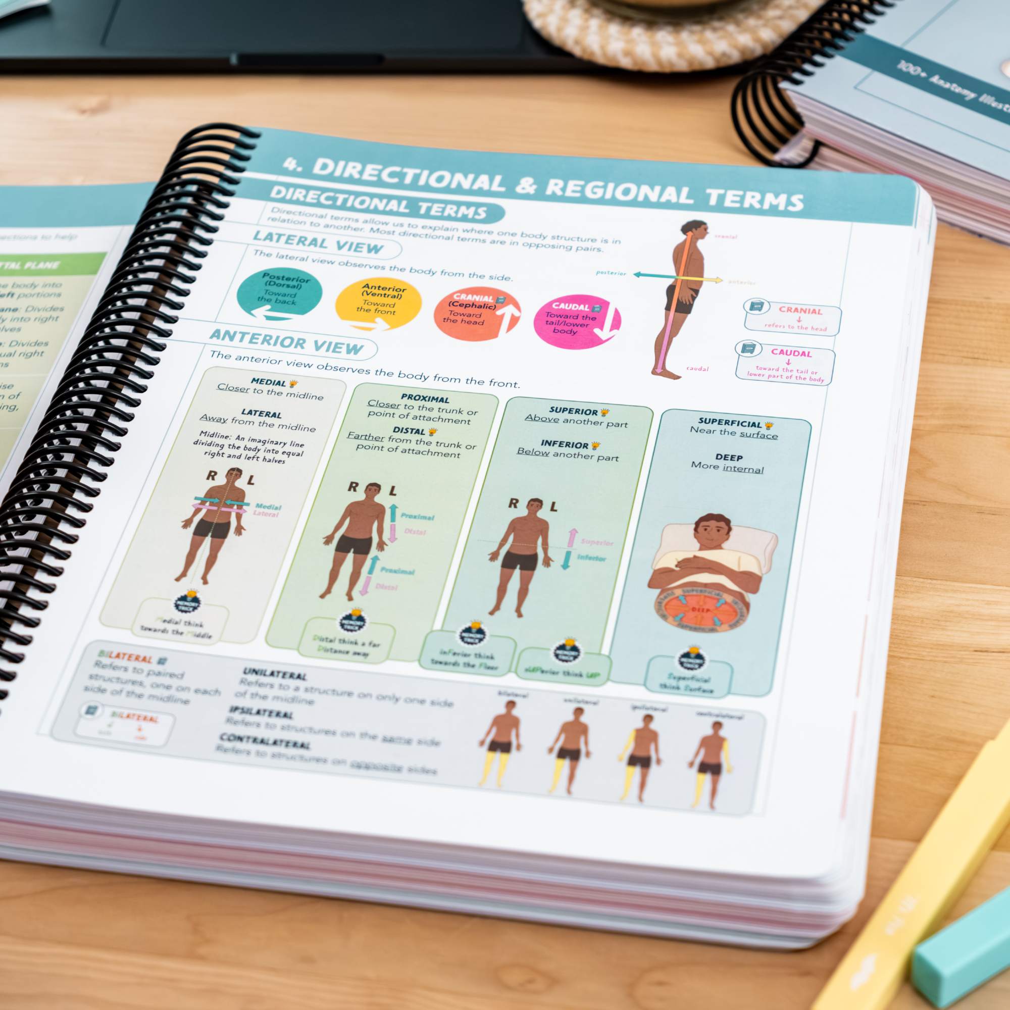 Anatomy & Physiology Navigator