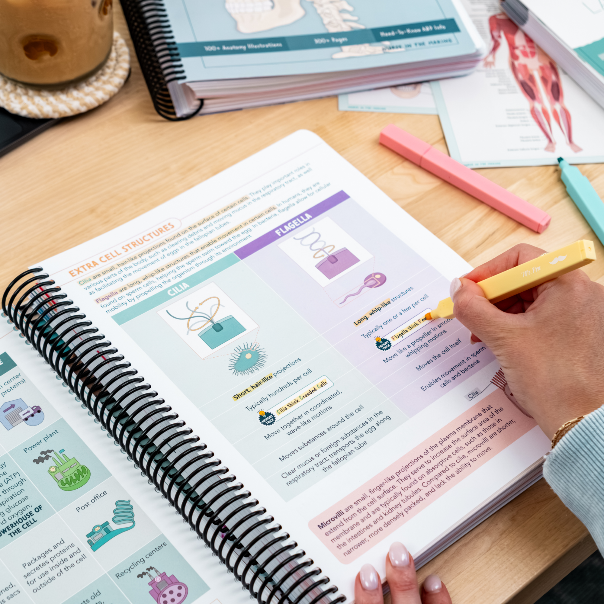 Anatomy & Physiology Navigator