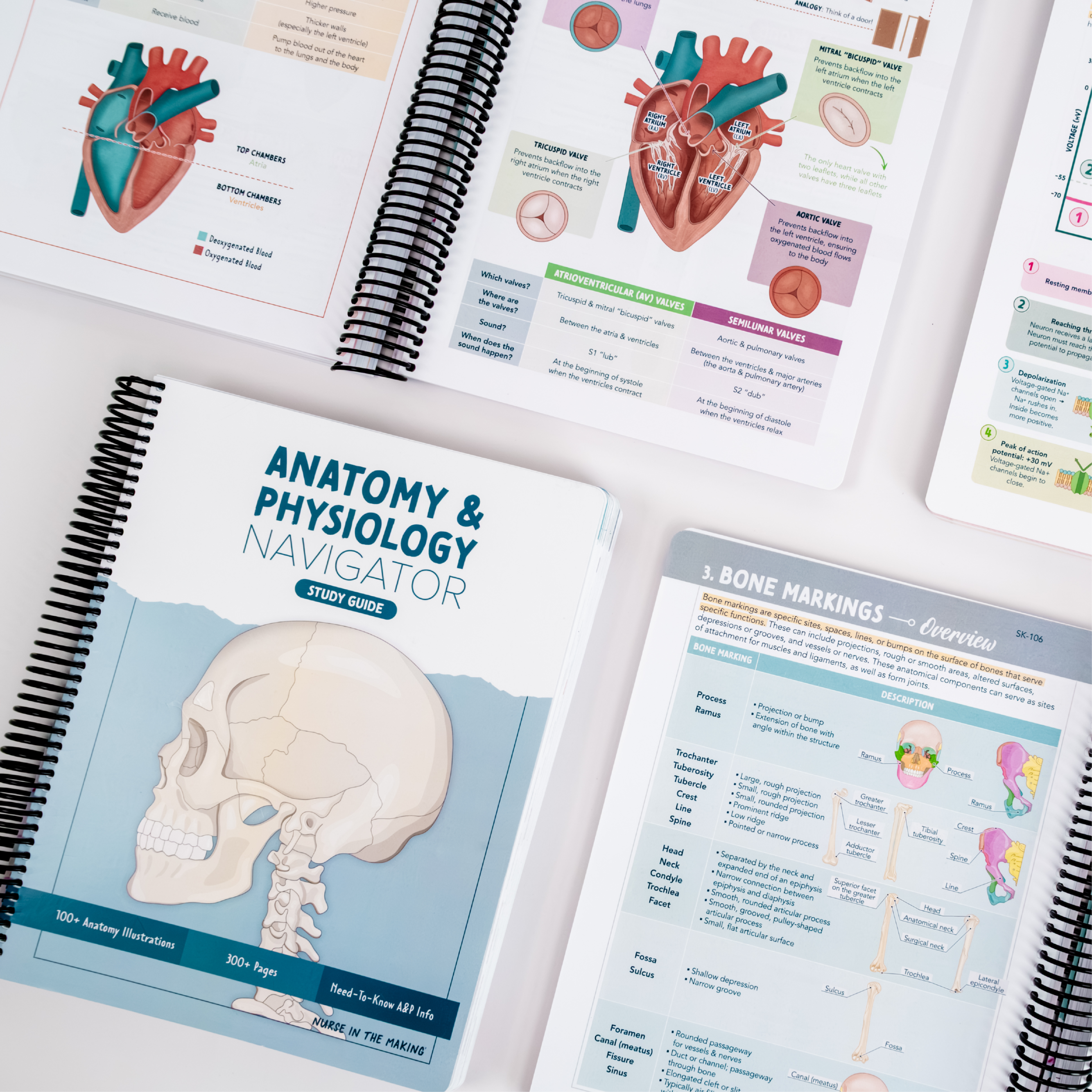 Anatomy & Physiology Navigator