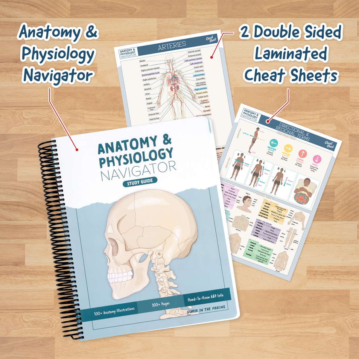 Anatomy & Physiology Navigator Kit™