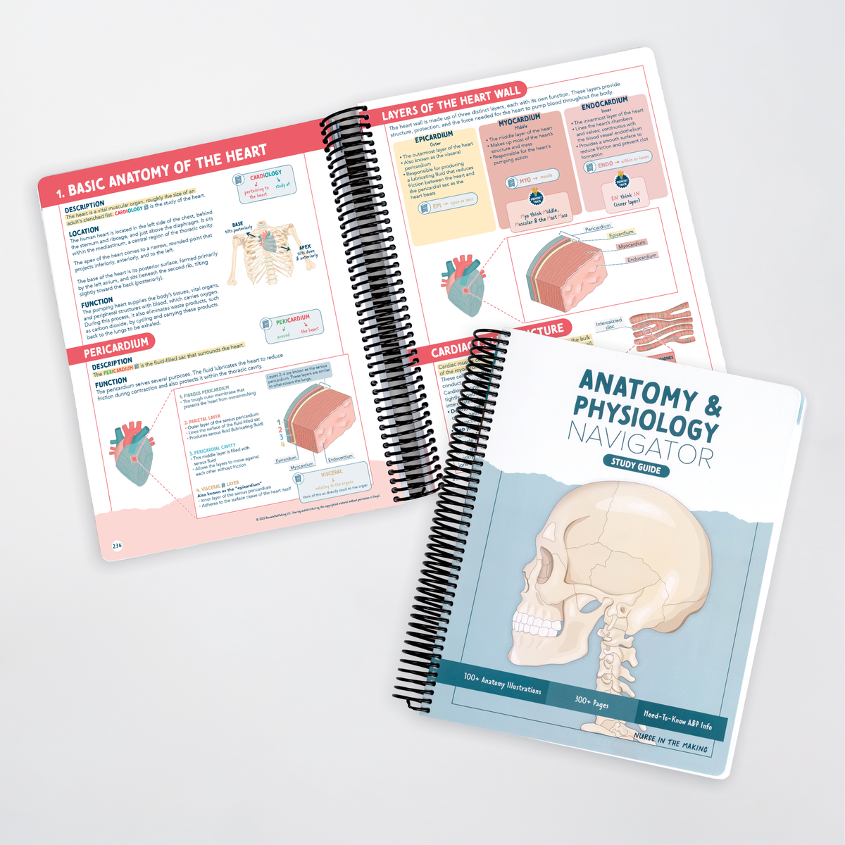 Anatomy & Physiology Navigator Kit™