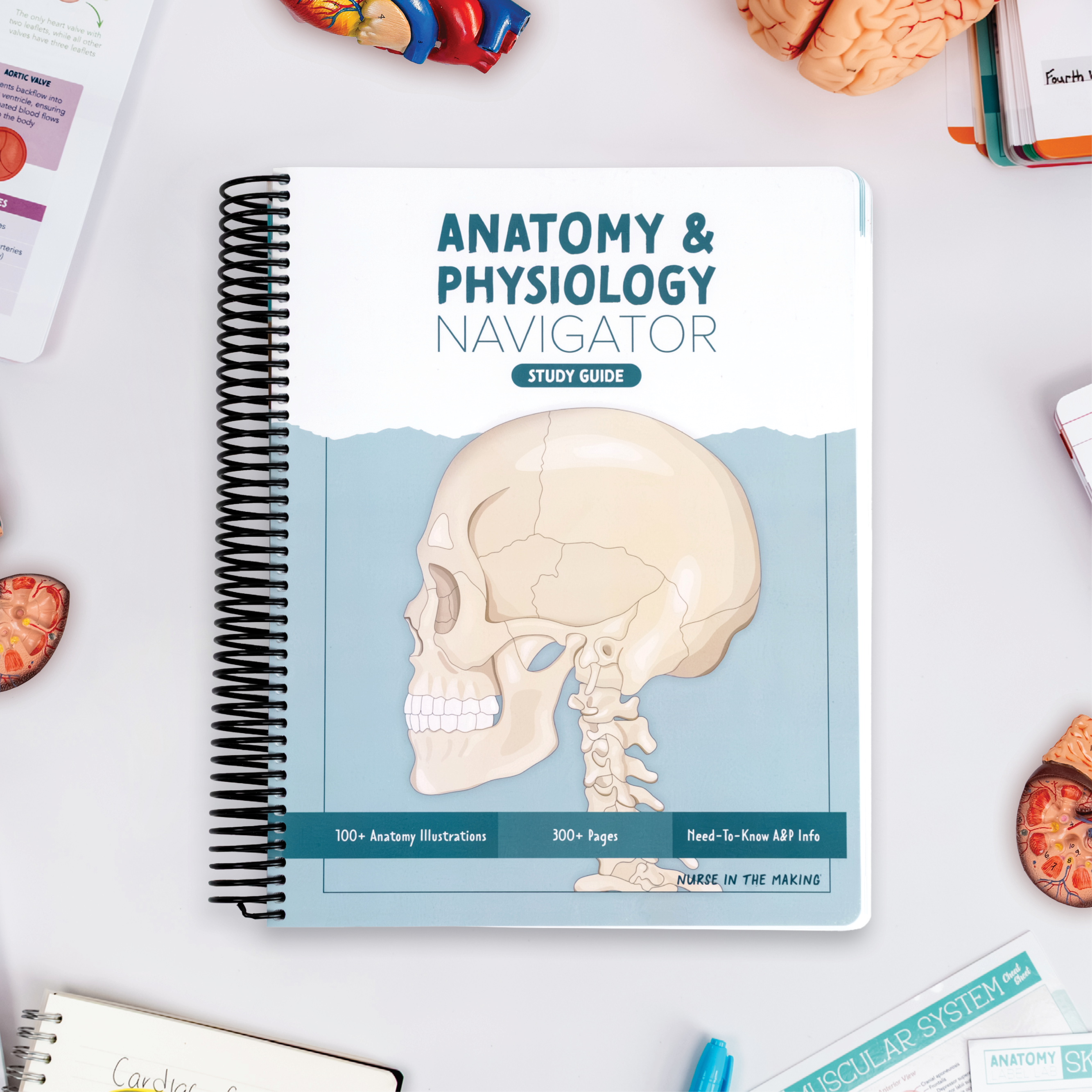 Anatomy & Physiology Navigator