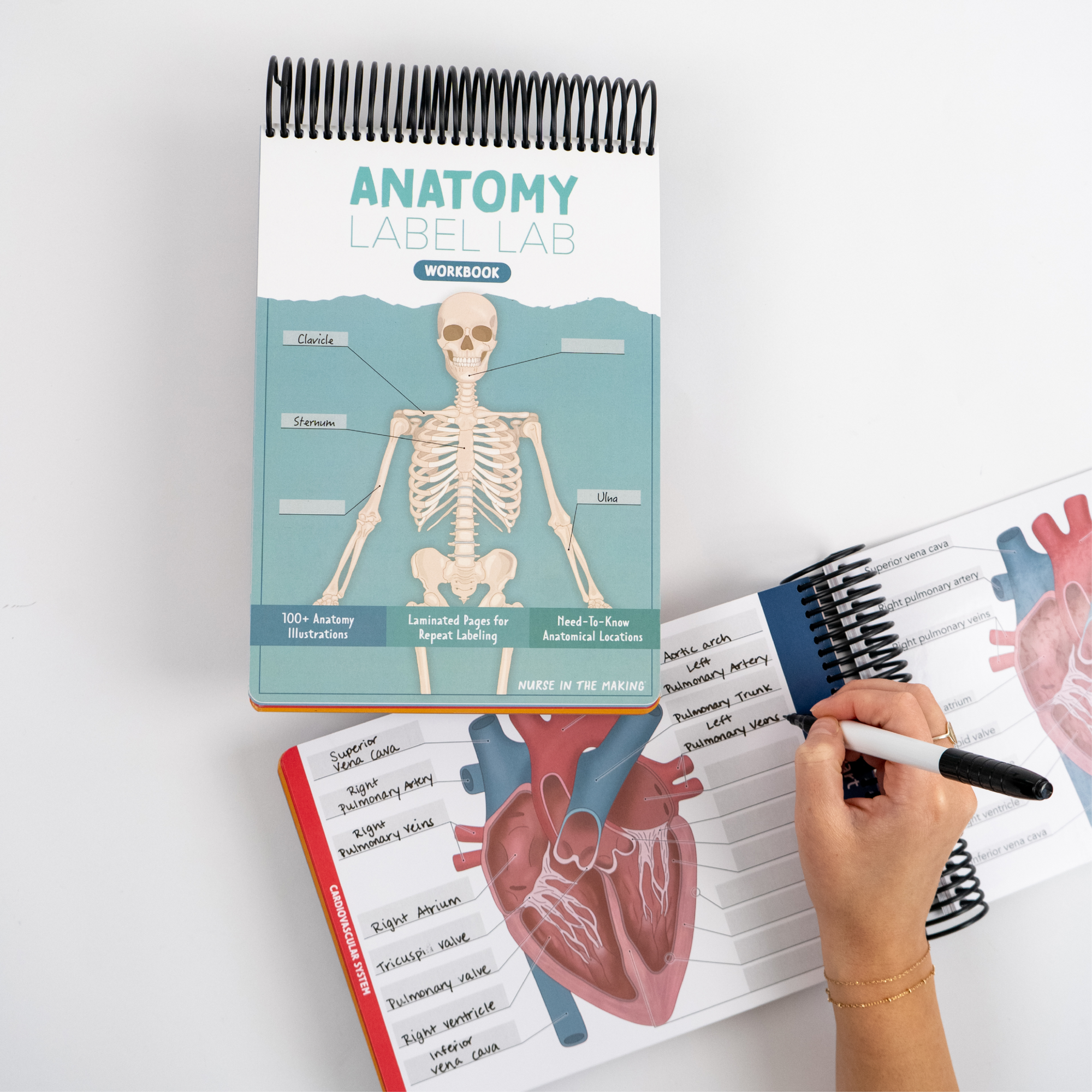 Anatomy Label Lab workbook open on a desk with a student labeling heart anatomy diagrams using a dry erase marker. Cover displays skeletal system labeling activity with color-coded tabs for topics. Features include 100+ illustrations, laminated pages, and essential anatomical locations—ideal for active learning and exam prep.
