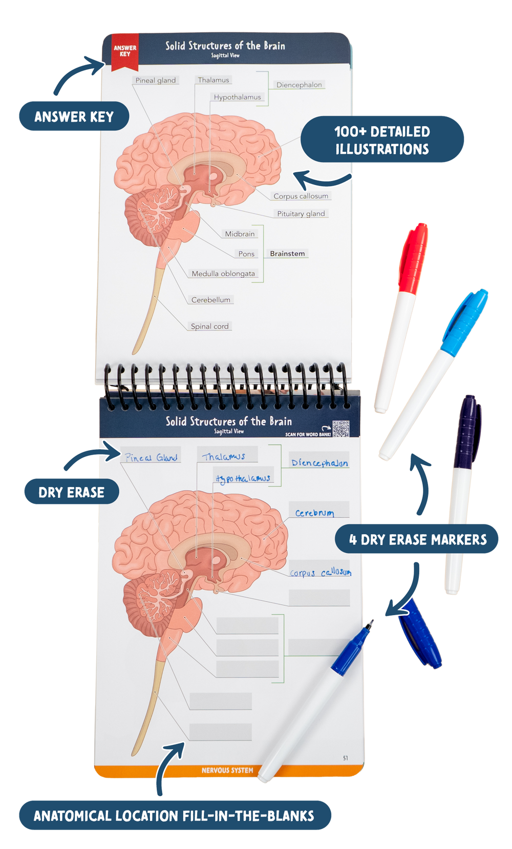 anatomy-label-lab-workbook-nurseinthemaking