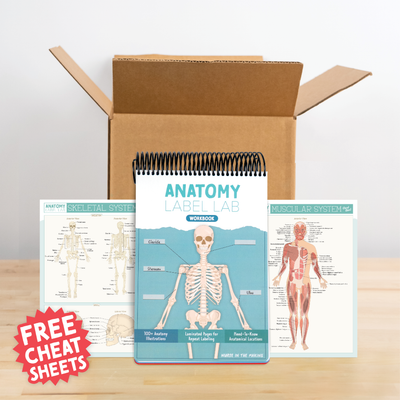 Anatomy Label Lab Workbook