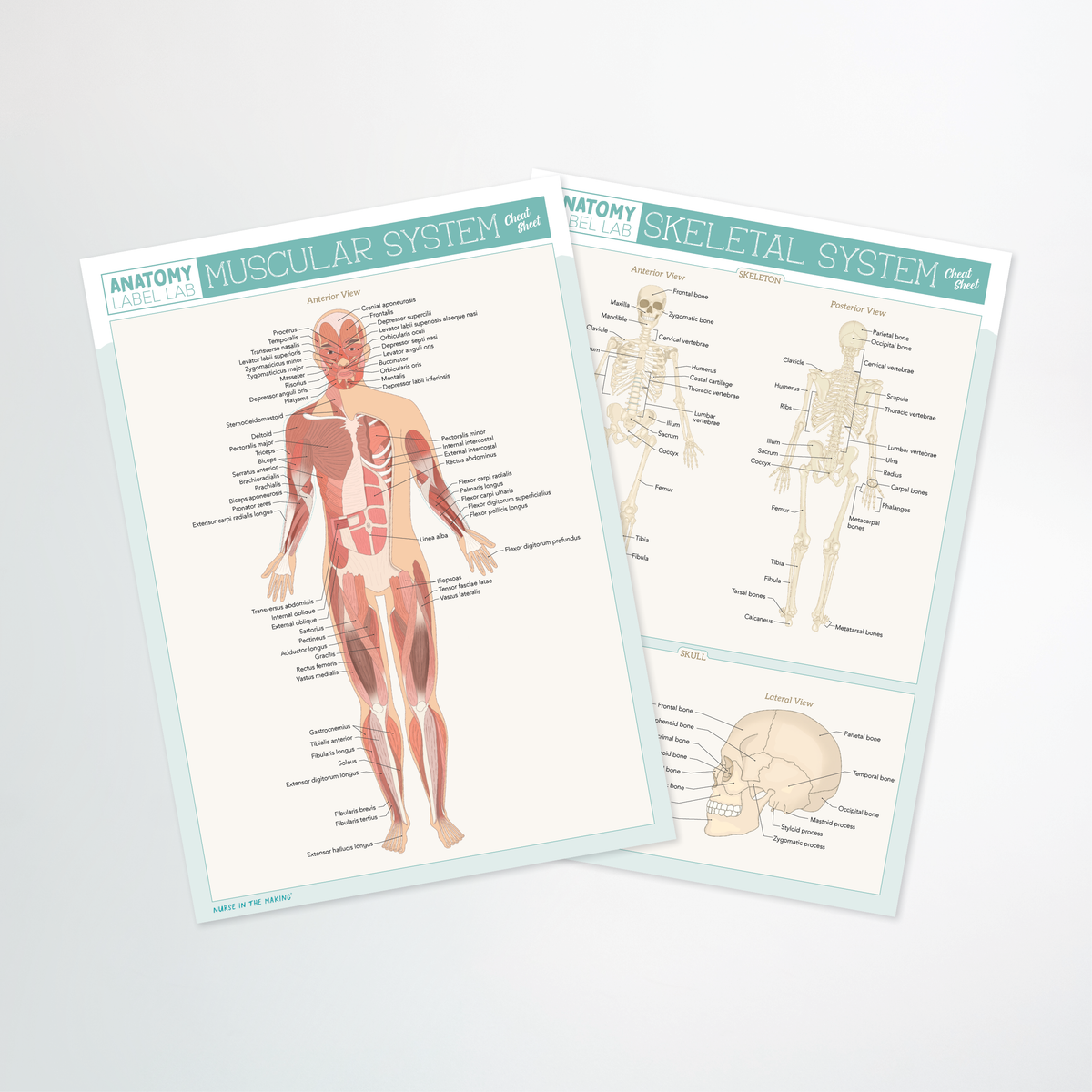 Anatomy Label Lab Cheat Sheets
