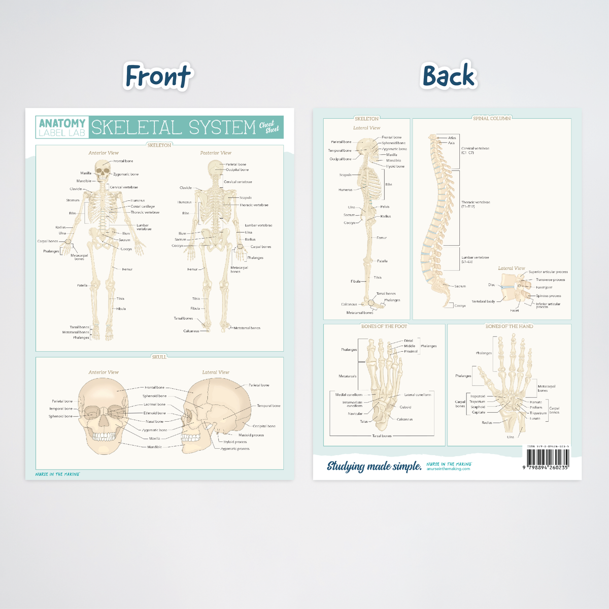Anatomy Label Lab Cheat Sheets