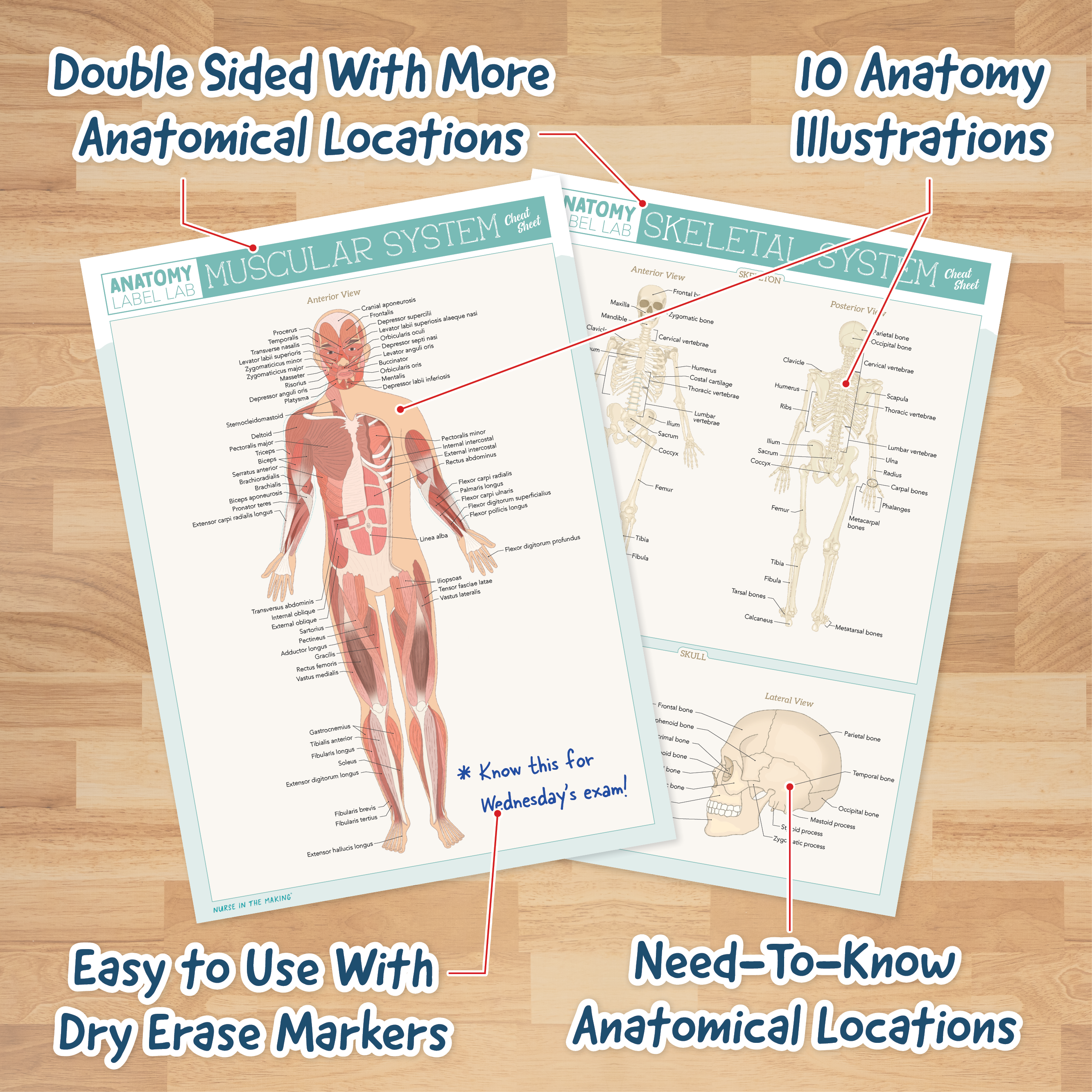 Anatomy Label Lab Cheat Sheets