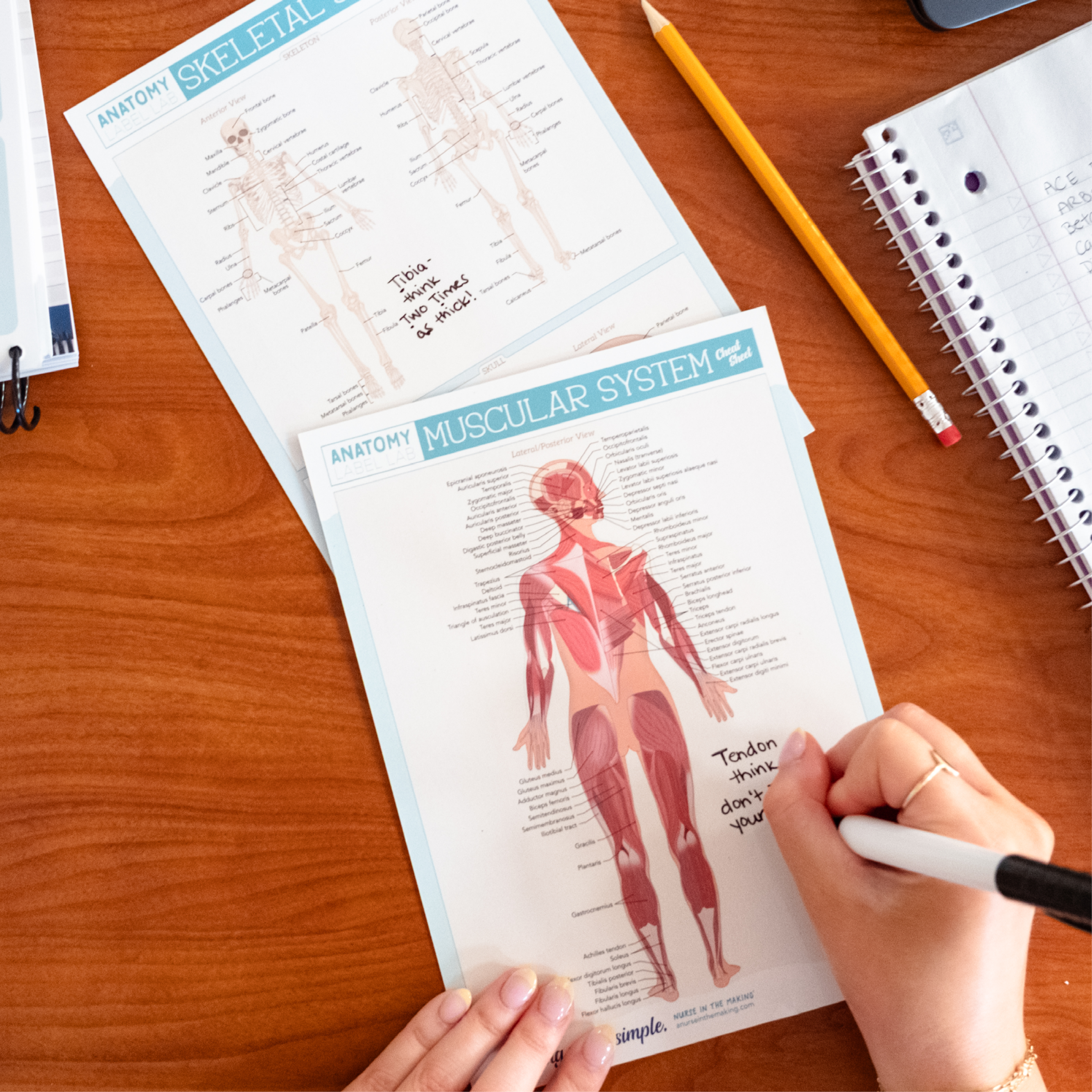 Anatomy Label Lab Cheat Sheets