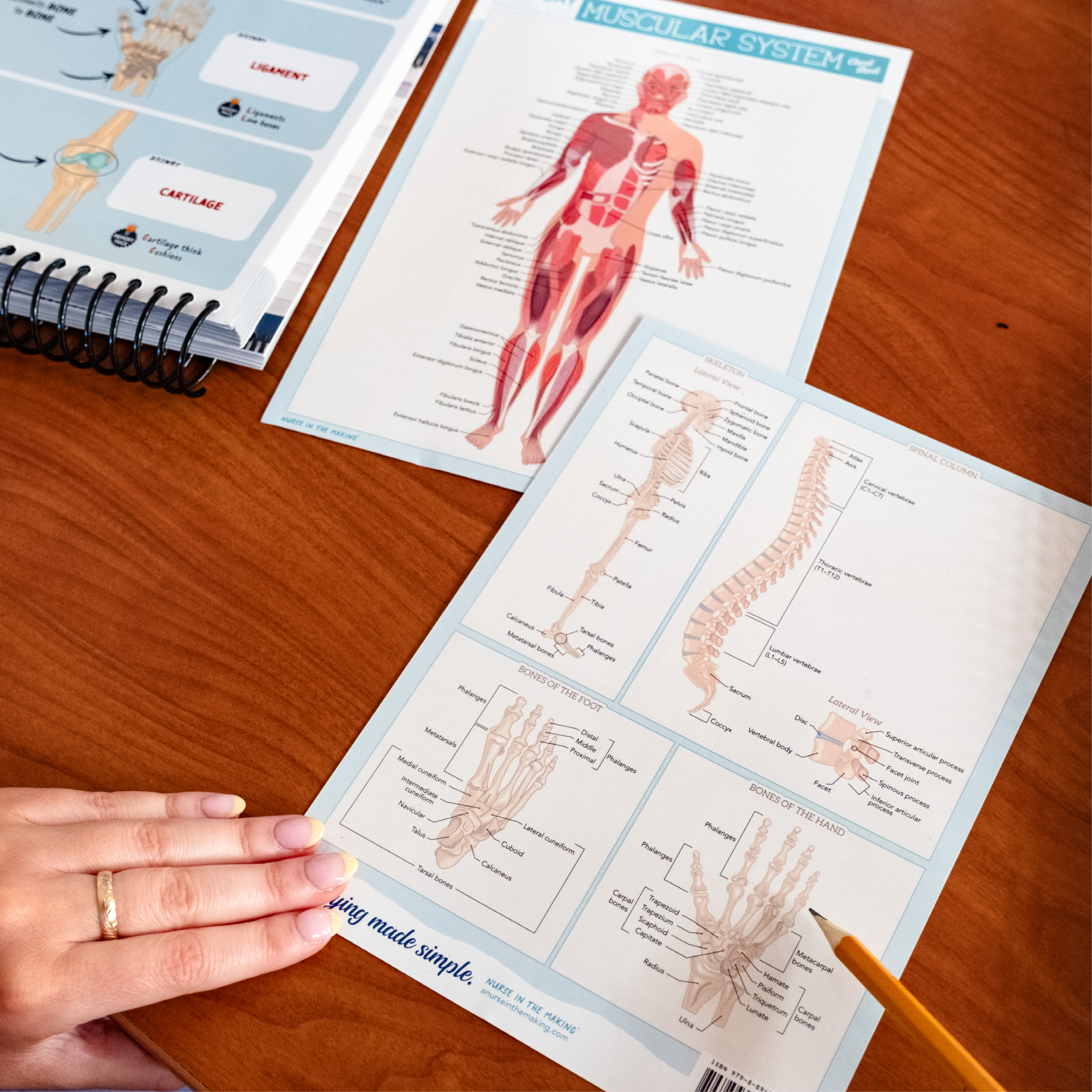 Anatomy Label Lab Cheat Sheets
