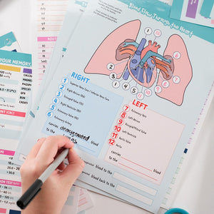 A student uses a marker to label a laminated nursing study template about blood flow through the heart. The template features a colorful anatomical illustration of the heart and lungs, with numbered sections distinguishing oxygenated and deoxygenated blood pathways. Other study materials are visible in the background.