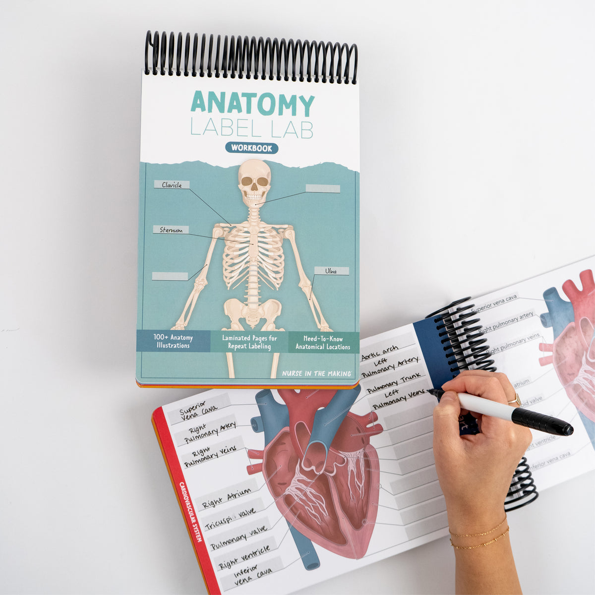 The image shows an Anatomy Label Lab Workbook with a spiral binding, featuring diagrams for labeling anatomical structures. A person is using a dry-erase marker to label parts of the heart on a laminated page, which includes detailed anatomical terms. The workbook is designed for repeated practice and learning.