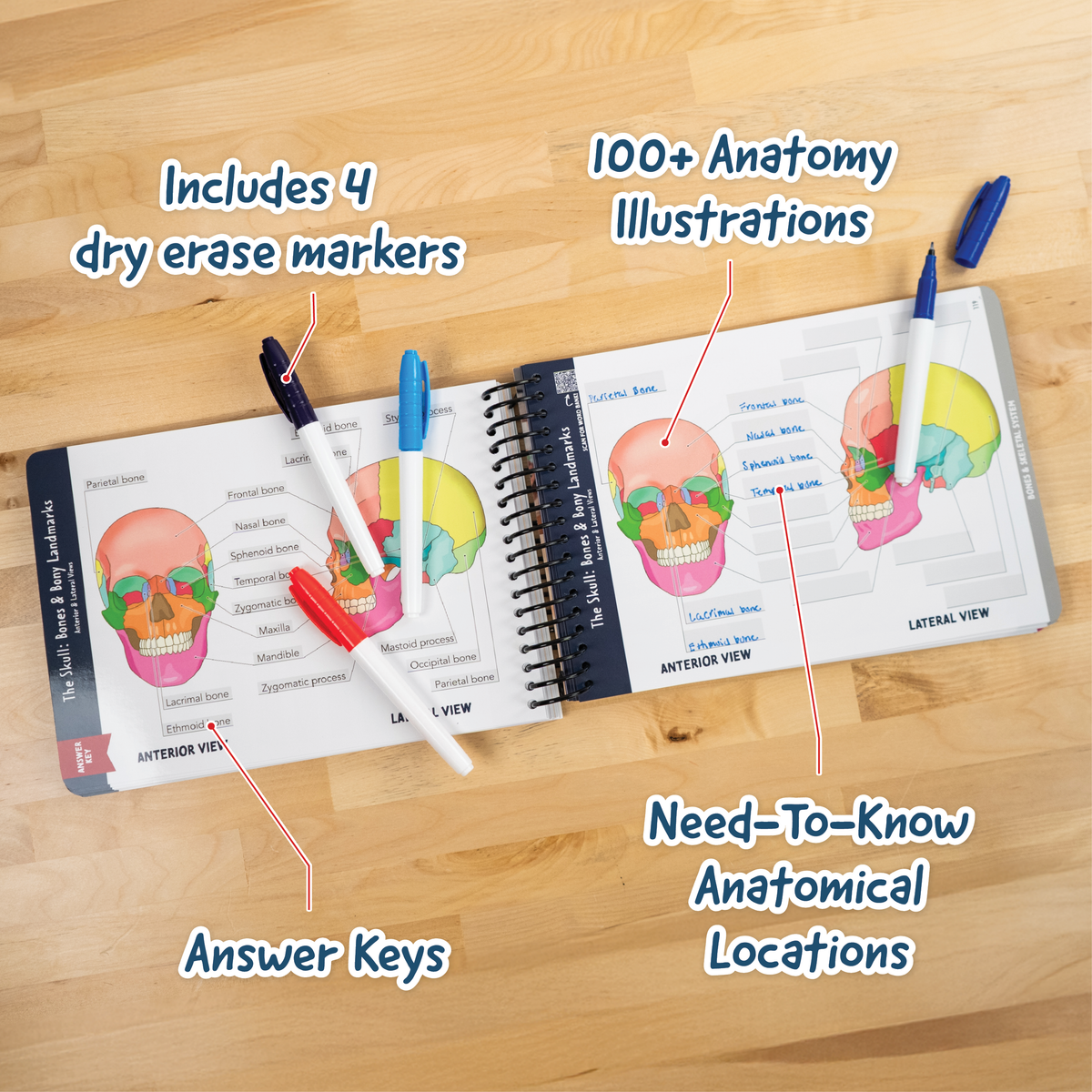 The image shows an anatomy workbook opened to pages featuring colorful skull illustrations for labeling. Four dry-erase markers in different colors (red, blue, black, and white) are placed on the book. Text overlays highlight key features, including 100+ anatomy illustrations, need-to-know anatomical locations, answer keys, and included markers for reusable practice. The workbook is spiral-bound and designed for interactive learning.