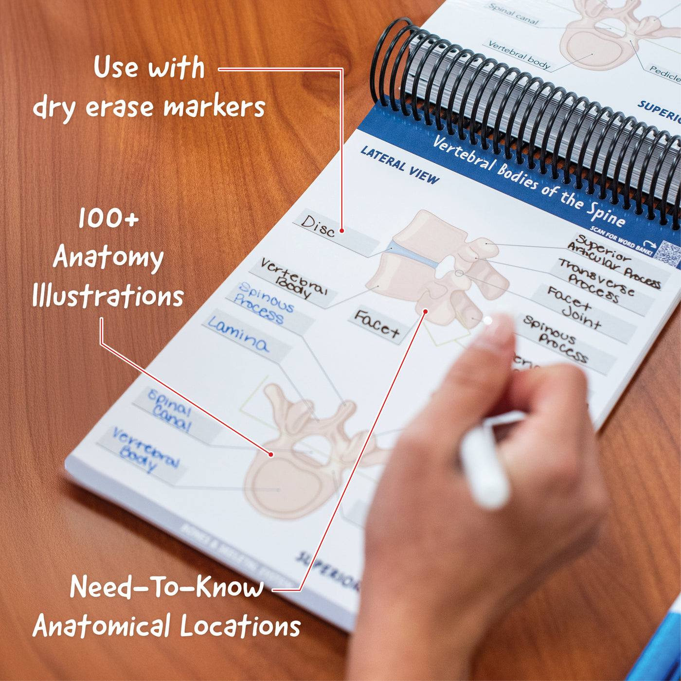 Anatomy Label Lab Workbook