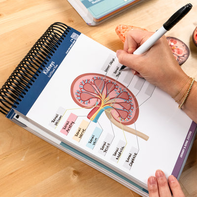 The image shows a spiral-bound anatomy workbook open to a detailed diagram of a kidney, with labeled parts such as the renal artery, vein, and pelvis. A person is using a black dry-erase marker to fill in the labels. The workbook is designed for repeated practice and interactive learning. A small anatomical model of a kidney is partially visible in the background on a wooden surface.