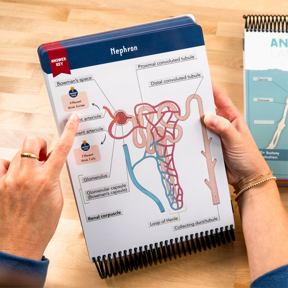 A person holding and pointing at a spiral-bound anatomy study guide featuring a detailed labeled diagram of a nephron. The guide has a blue header with the word “Nephron,” and various anatomical parts are highlighted with annotations. Another anatomy study guide is partially visible in the background on a wooden surface.