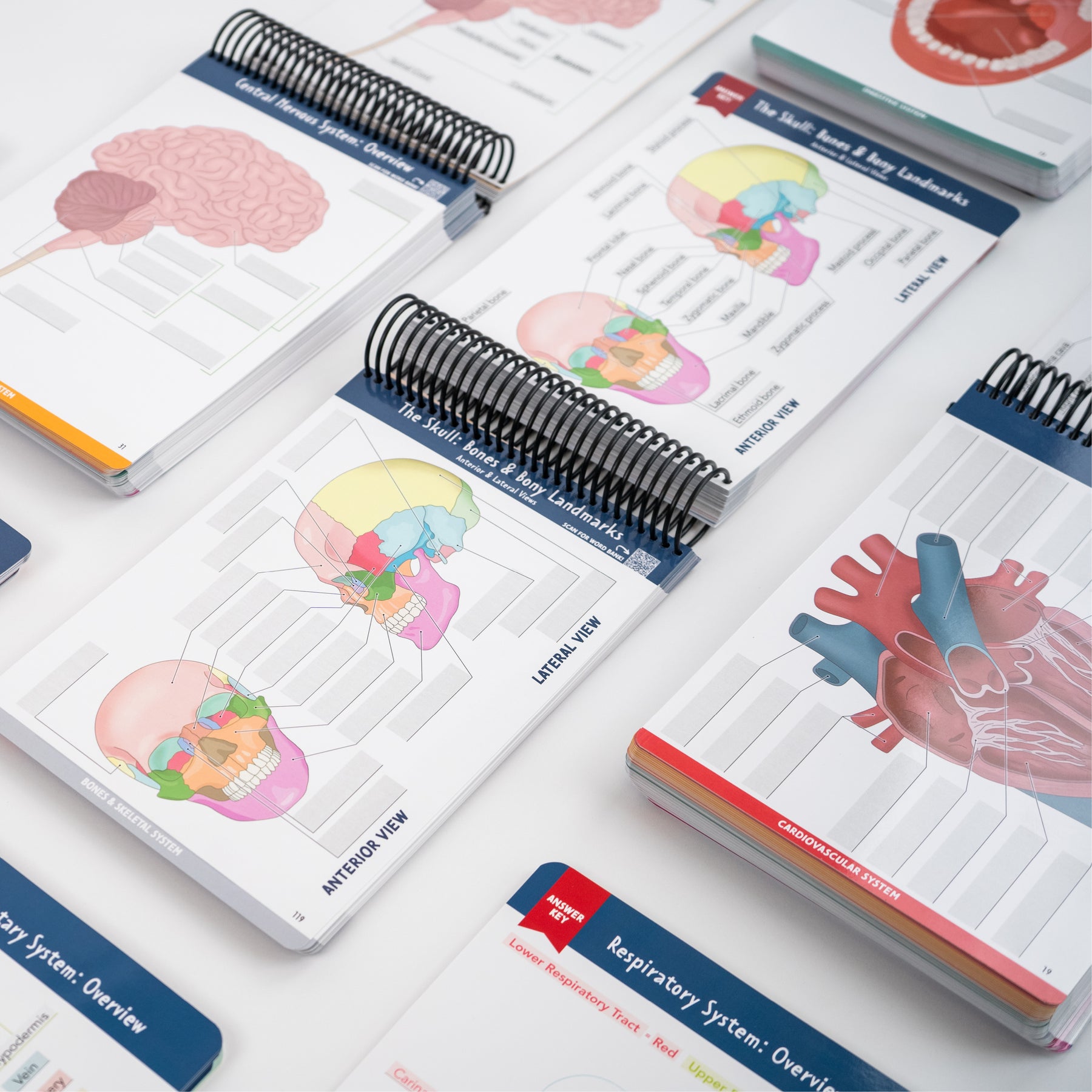 Anatomy Label Lab Workbook – NurseInTheMaking