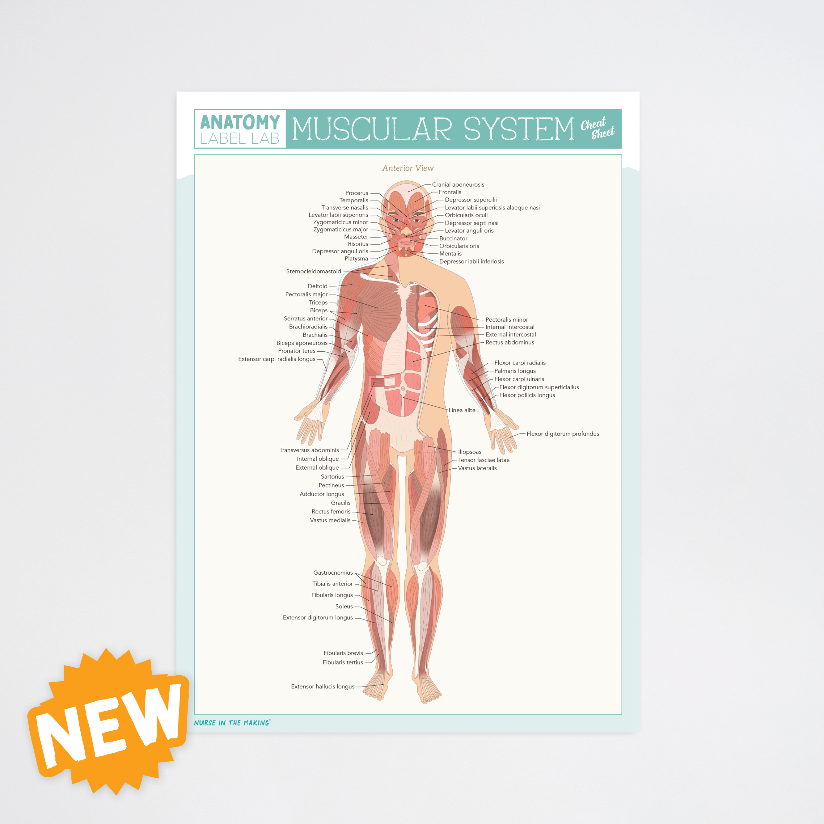 Labaled Muscular System Anatomy Label Lab Muscular System Cheat Sheet – NurseInTheMaking