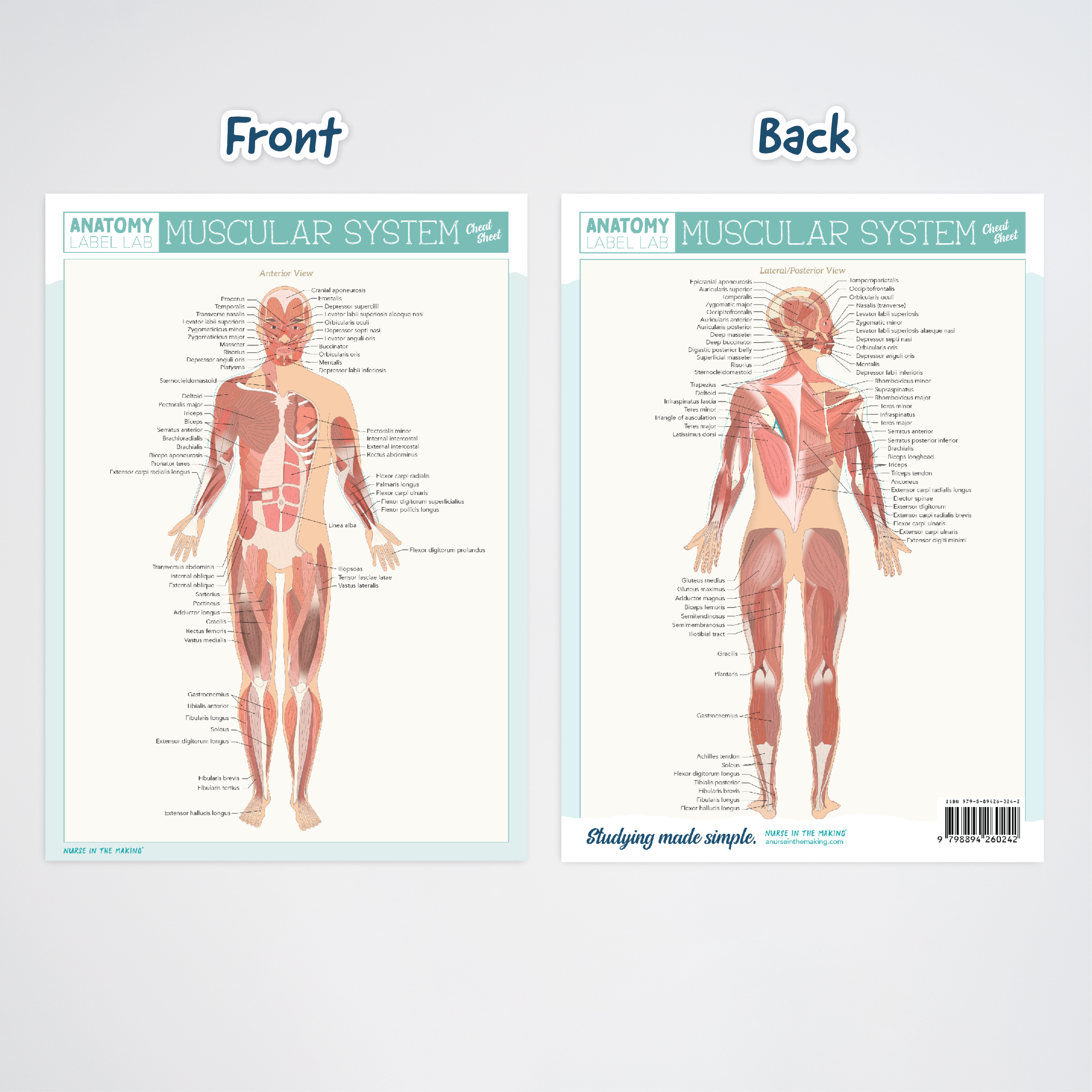 Side-by-side view of a double-sided muscular system cheat sheet. Left side shows the anterior view of the human muscular system with labeled muscles like pectoralis major and quadriceps. Right side shows the posterior view, labeling muscles like trapezius and gluteus maximus. Both sheets are titled “Muscular System Cheat Sheet.” Labels read “Front” and “Back” above each sheet.