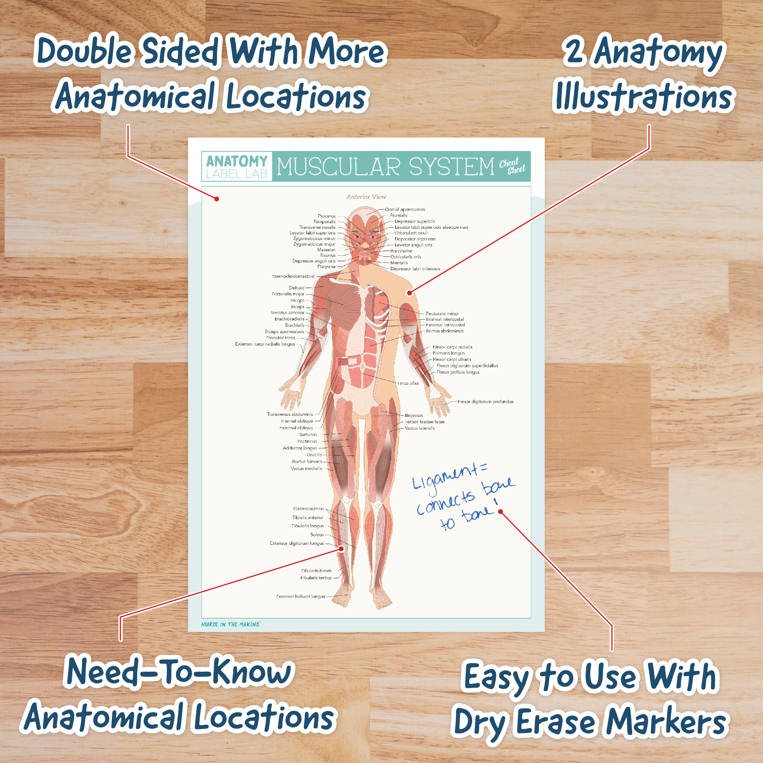 Muscular System cheat sheet displayed on a wood surface with handwritten text and arrows highlighting features. Labels include: “Double Sided With More Anatomical Locations,” “2 Anatomy Illustrations,” “Need-To-Know Anatomical Locations,” and “Easy to Use With Dry Erase Markers.” A note on the sheet reads “Ligament = connects bone to bone!” emphasizing its write-on functionality.