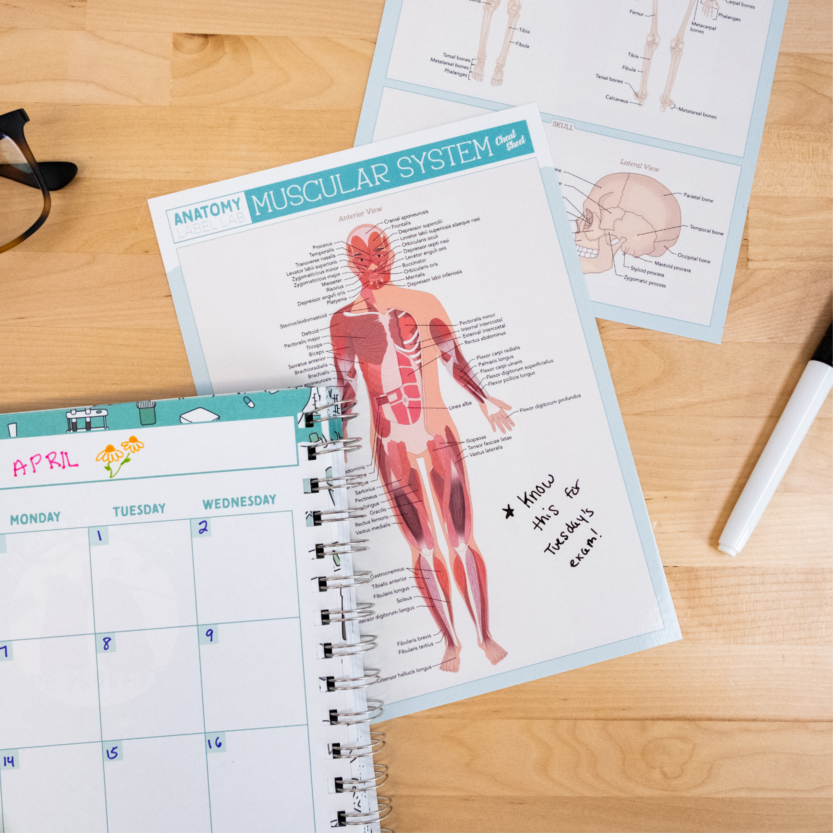Muscular system cheat sheet showing the anterior view placed on a desk alongside an April calendar planner and anatomy reference sheets. A handwritten note on the cheat sheet says “* Know this for Tuesday’s exam!” suggesting active test preparation. The scene highlights organized studying with anatomical visuals and planning tools.