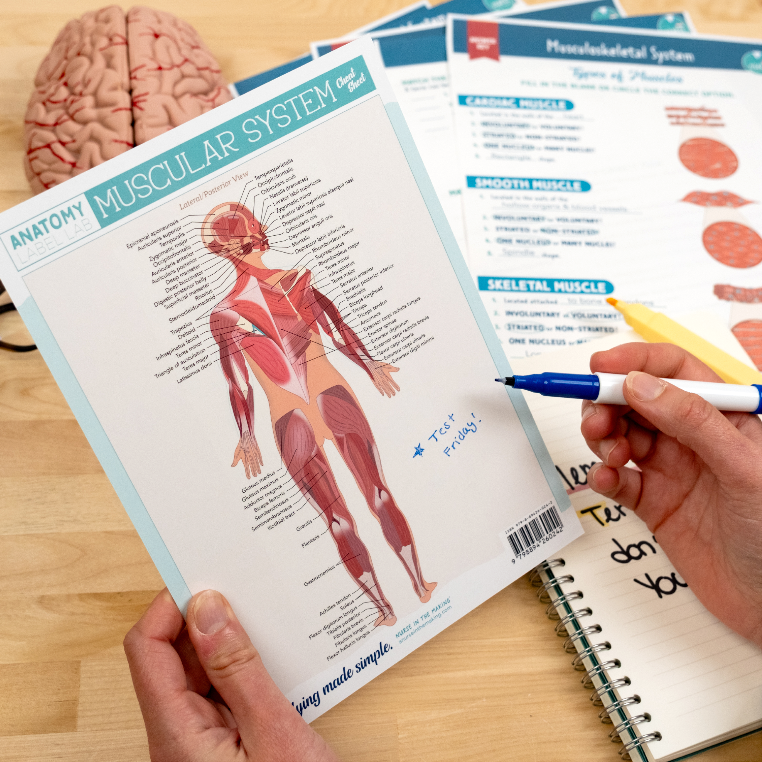 Student holding the back side of a muscular system cheat sheet with labeled posterior muscles. A note on the sheet in blue marker reads “Test Friday!” Nearby are anatomy study sheets, a spiral notebook with notes, a yellow highlighter, and a brain model, all on a light wood desk, suggesting an active study session.