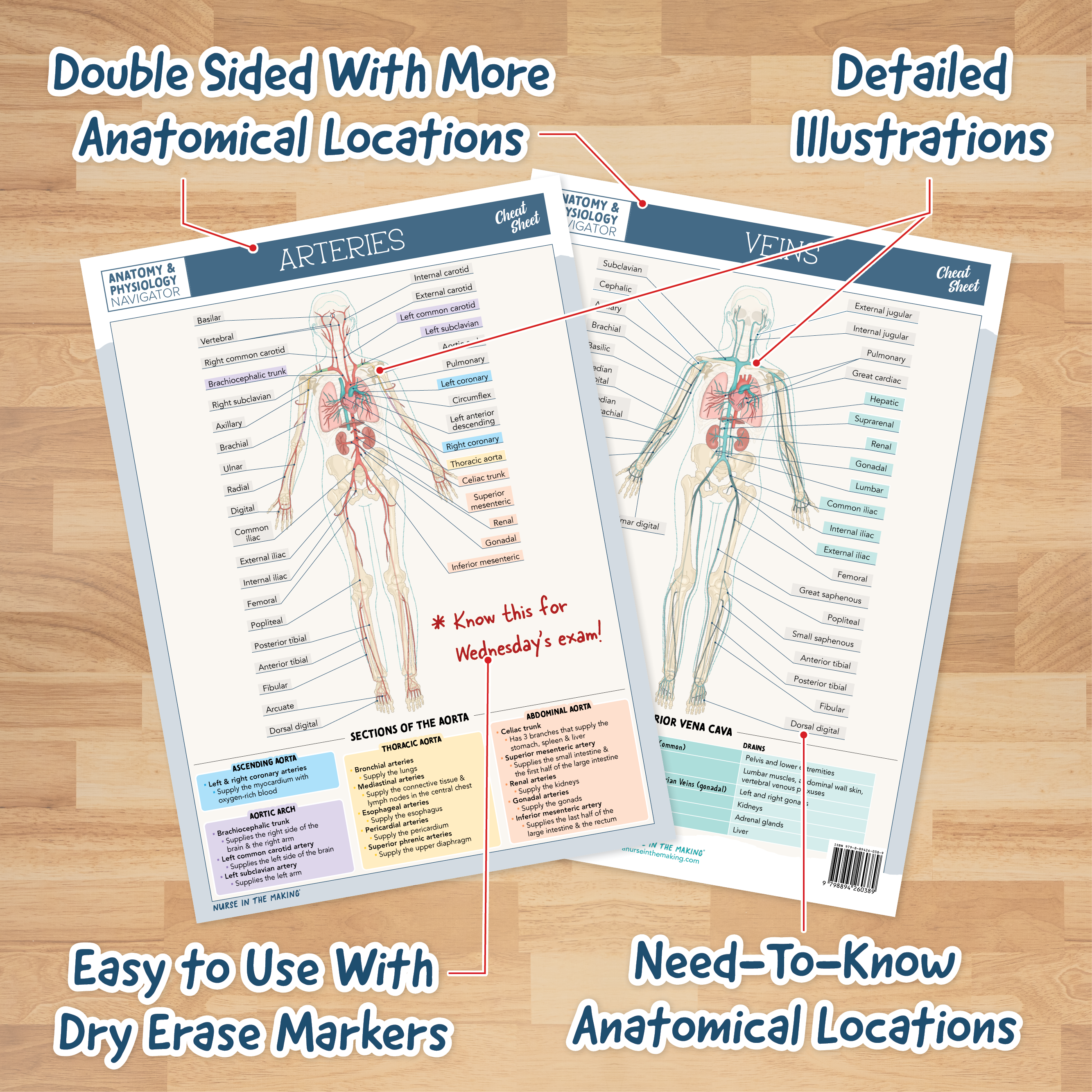 Anatomy & Physiology Navigator Cheat Sheets