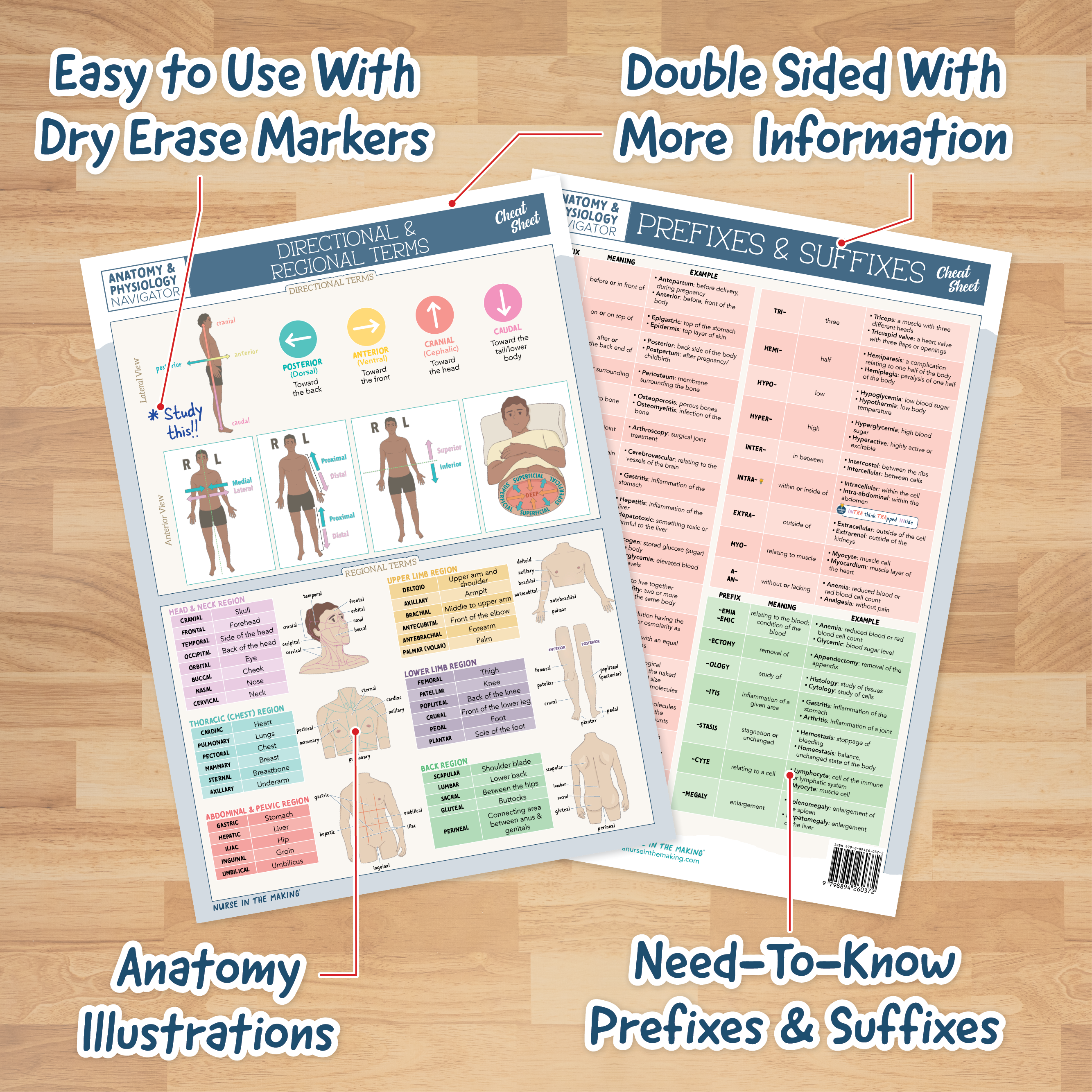 Anatomy & Physiology Navigator Cheat Sheets