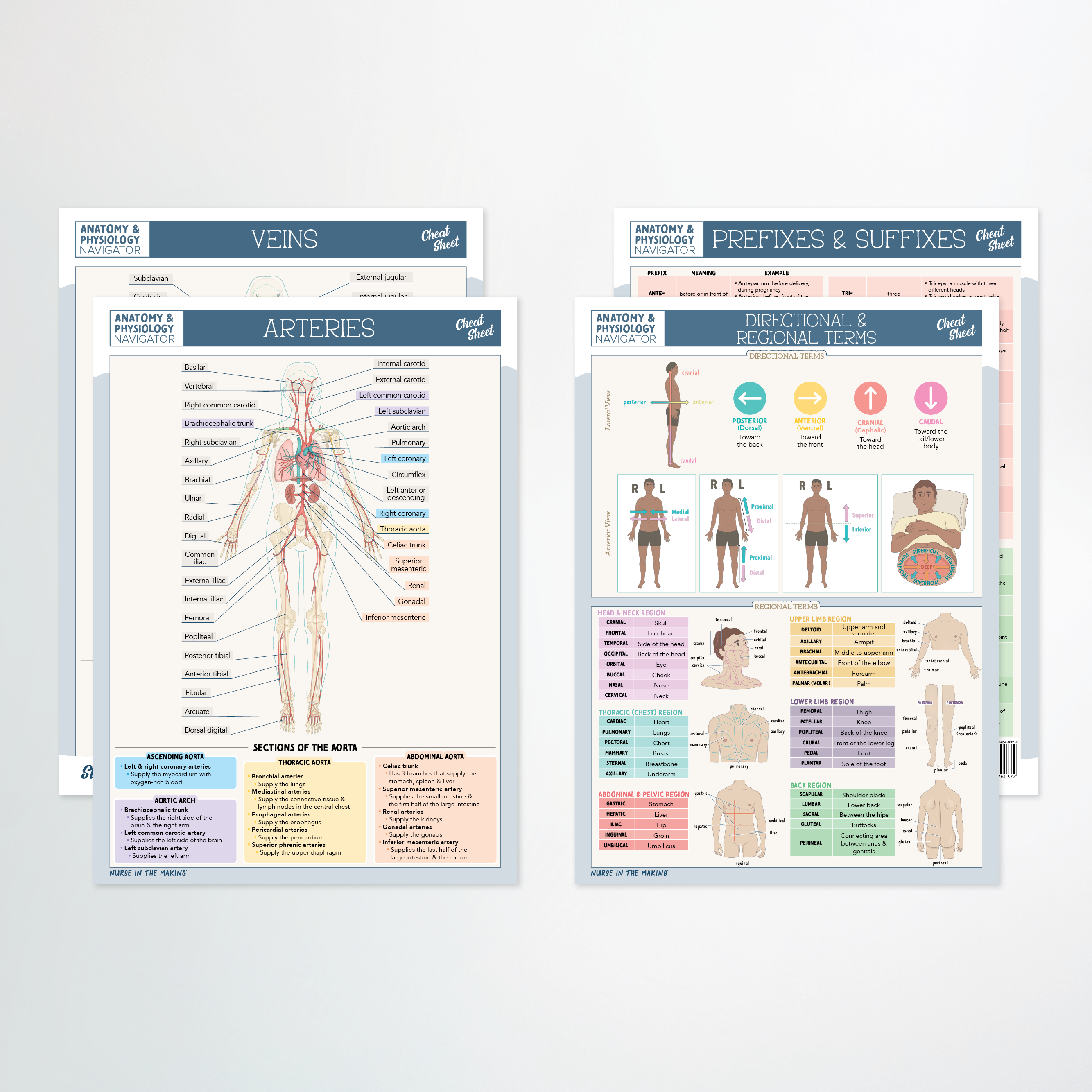 Anatomy & Physiology Navigator Cheat Sheets