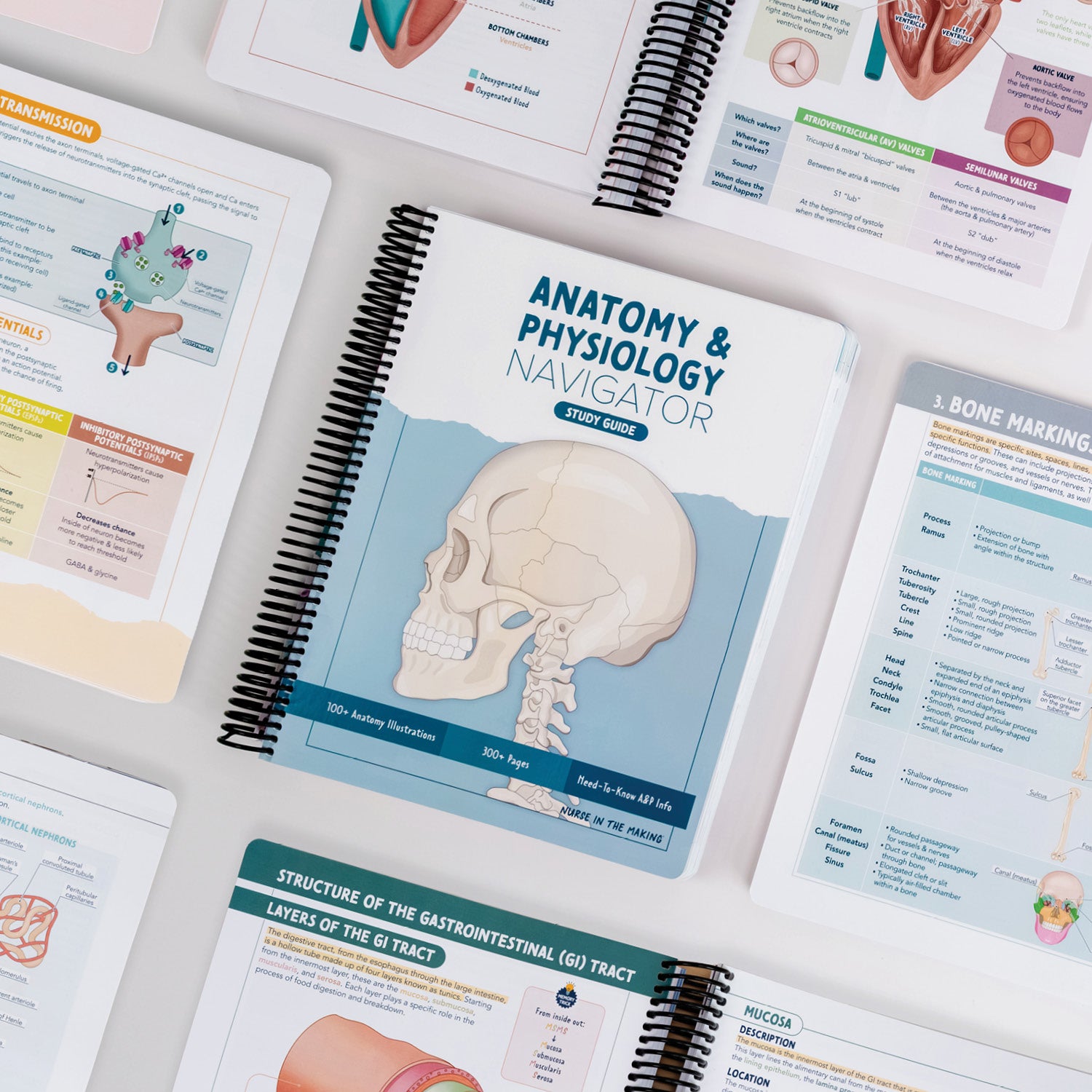 Anatomy & Physiology Navigator