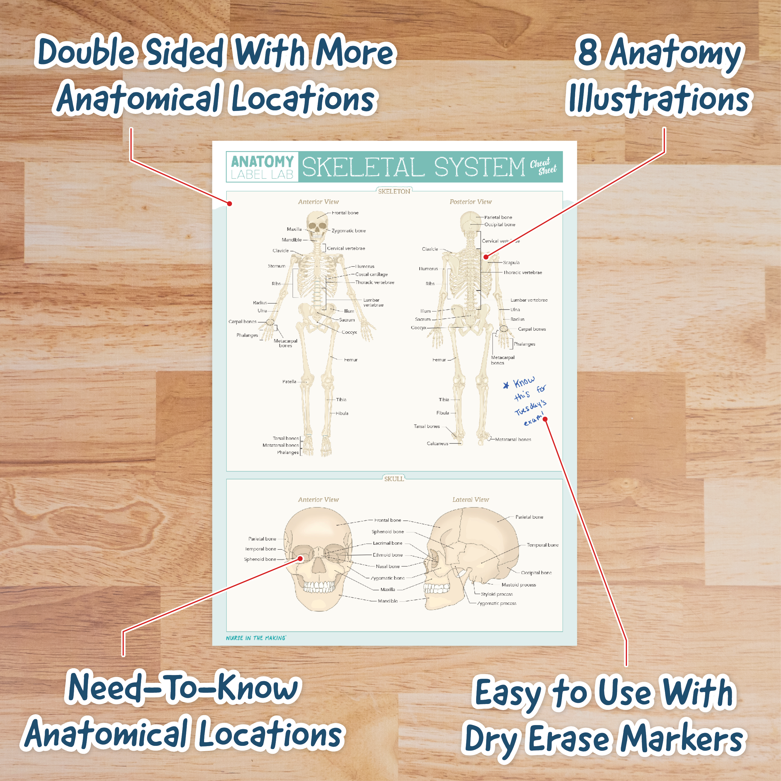 Skeletal System Cheat Sheet shown on a wooden surface with text callouts: “Double Sided With More Anatomical Locations,” “8 Anatomy Illustrations,” “Need-To-Know Anatomical Locations,” and “Easy to Use With Dry Erase Markers.” Includes handwritten note: “* Know this for Tuesday’s exam!” Promotes functionality and exam-readiness.