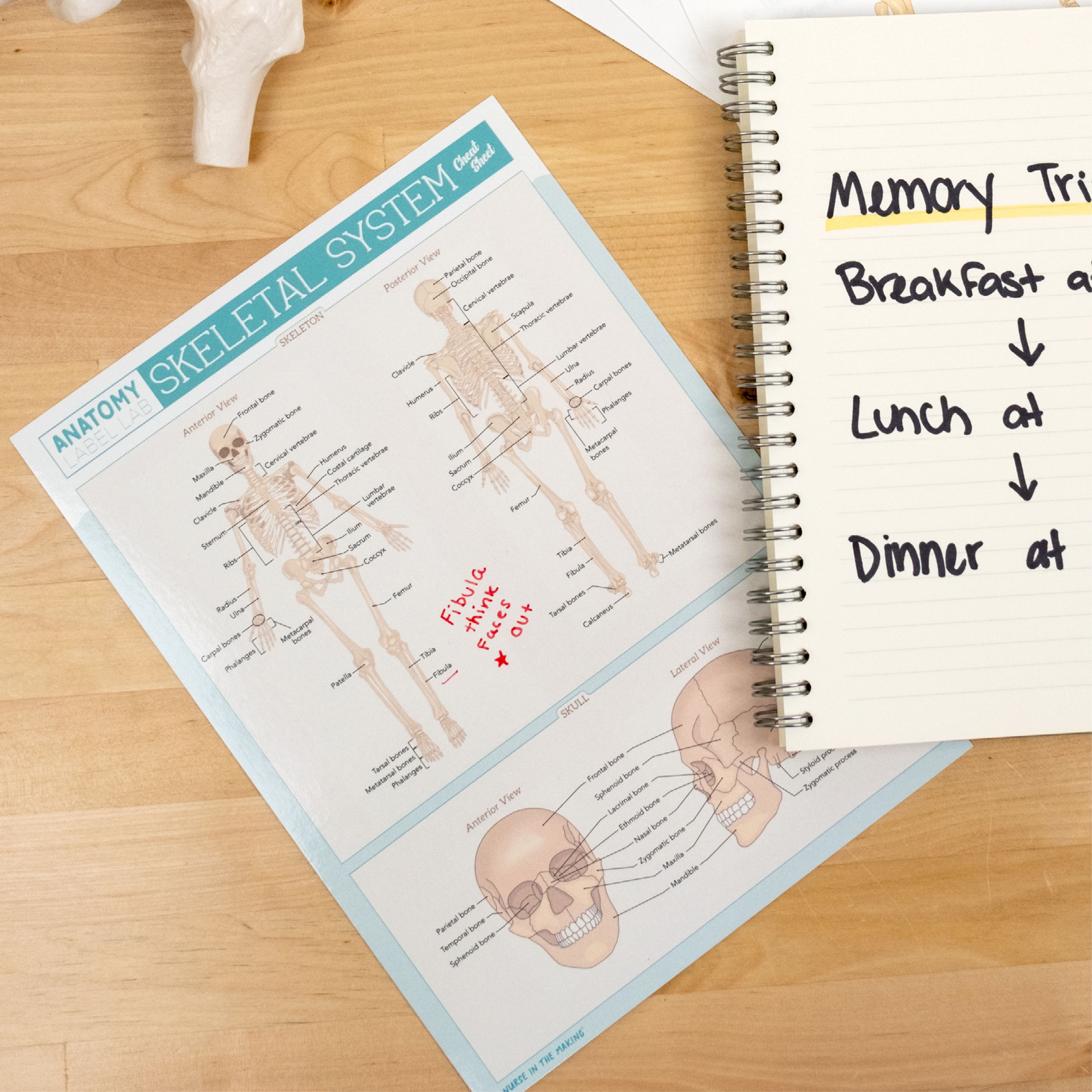 Skeletal System Cheat Sheet placed beside a notebook with memory tricks. A red marker note on the cheat sheet highlights the fibula with “Fibula = fine, fragile, outer.” Notebook lists study cues for meal timing. Great for visual learners who use mnemonics and dry erase notes to prep smarter for exams.