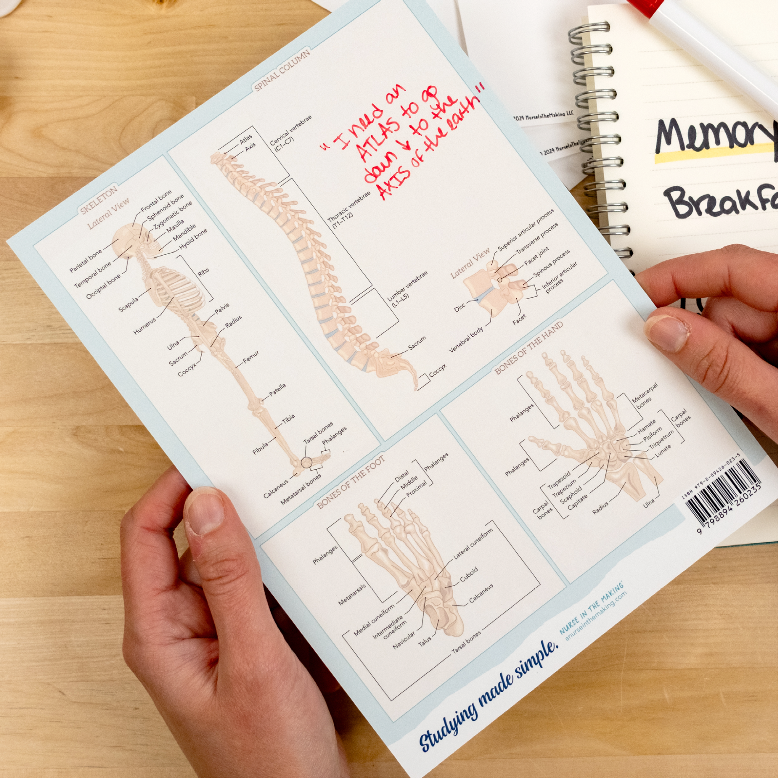 Back side of the Skeletal System Cheat Sheet featuring labeled diagrams of the spine, lateral skeleton, hand, and foot bones. Includes a handwritten memory aid: “I need an ATLAS to go around the AXIS of the Earth.” Perfect for anatomy students using visual cues and mnemonics to master key skeletal structures.