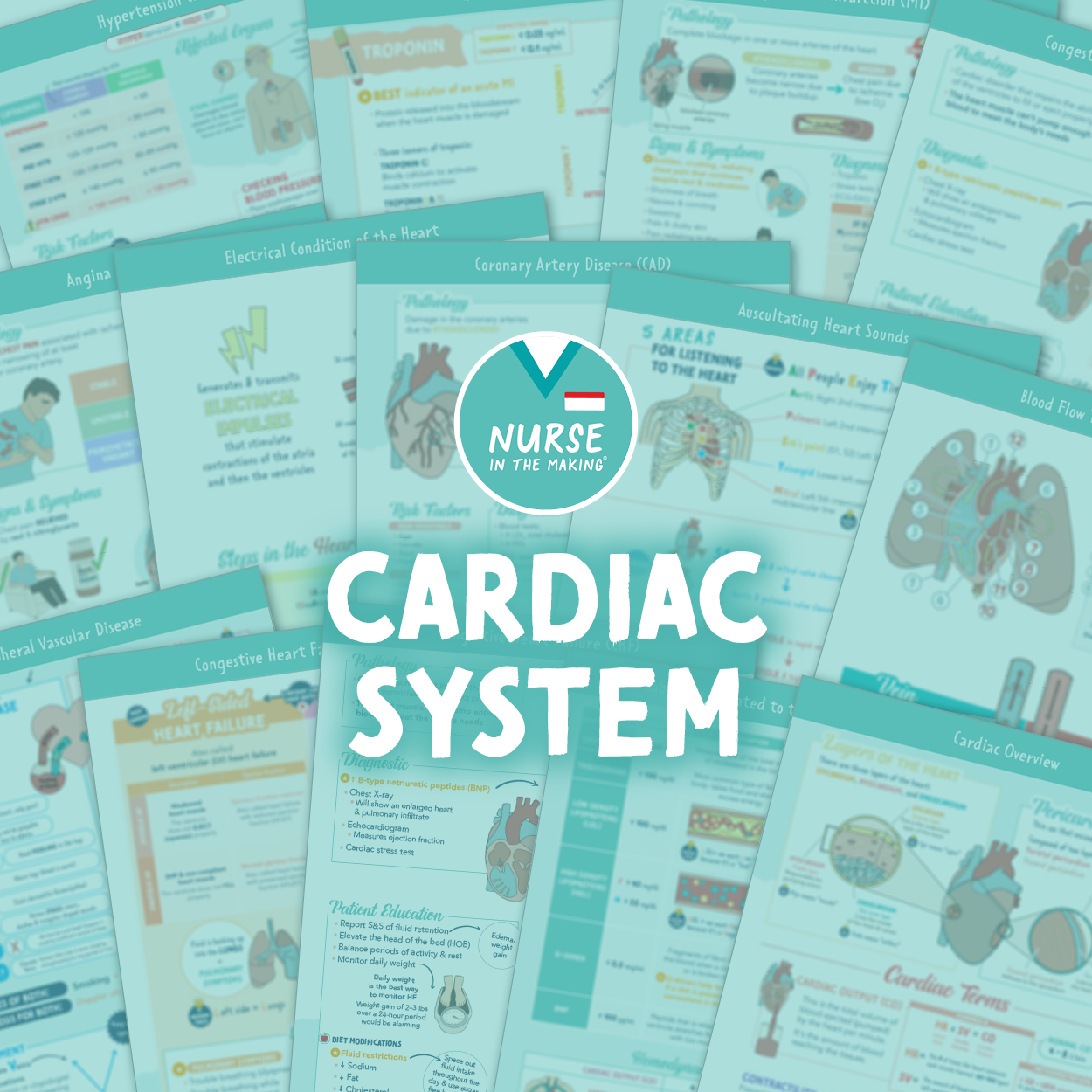 Cardiac System Study Guide
