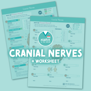 Cranial Nerves Study Guide + Worksheet