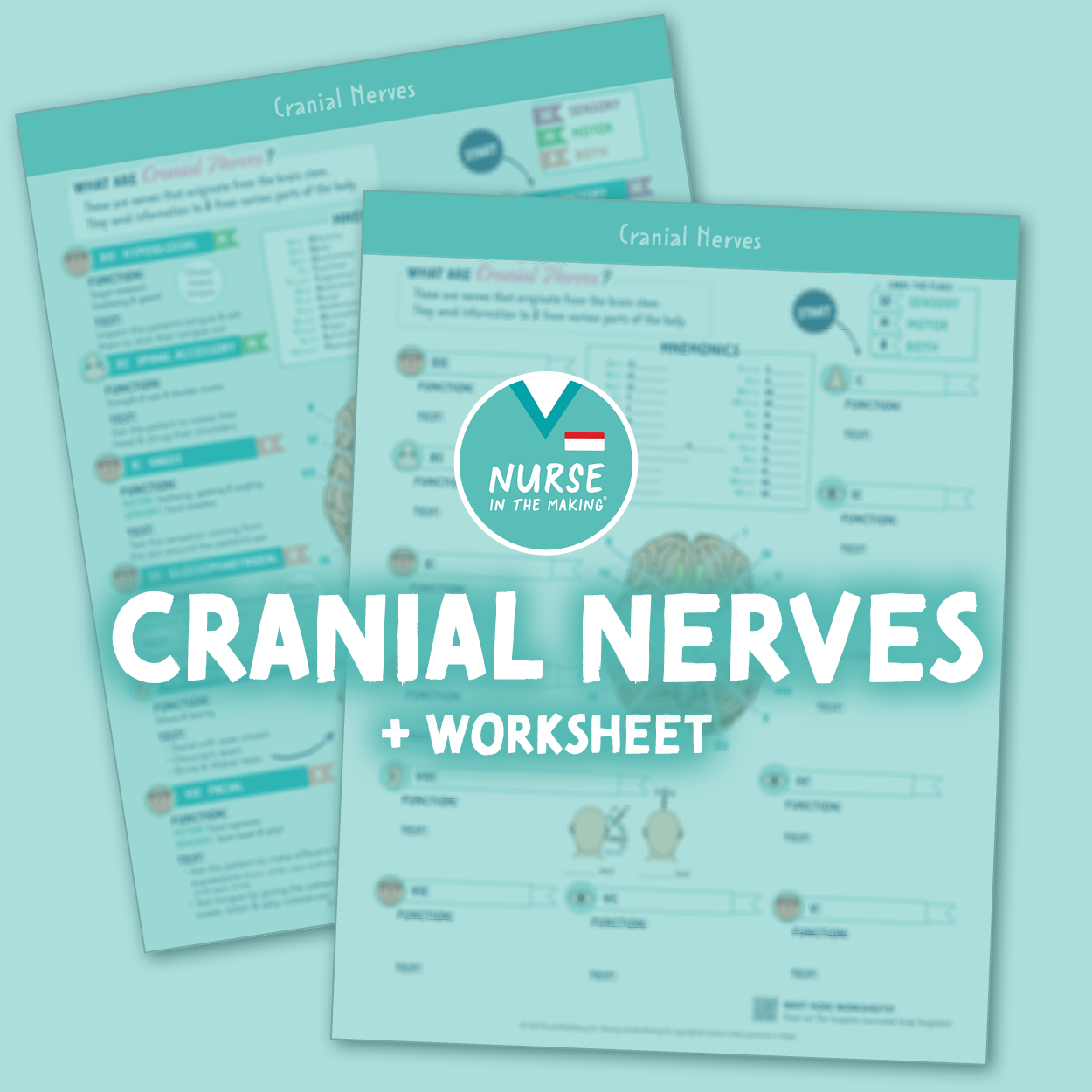 Cranial Nerves Study Guide + Worksheet