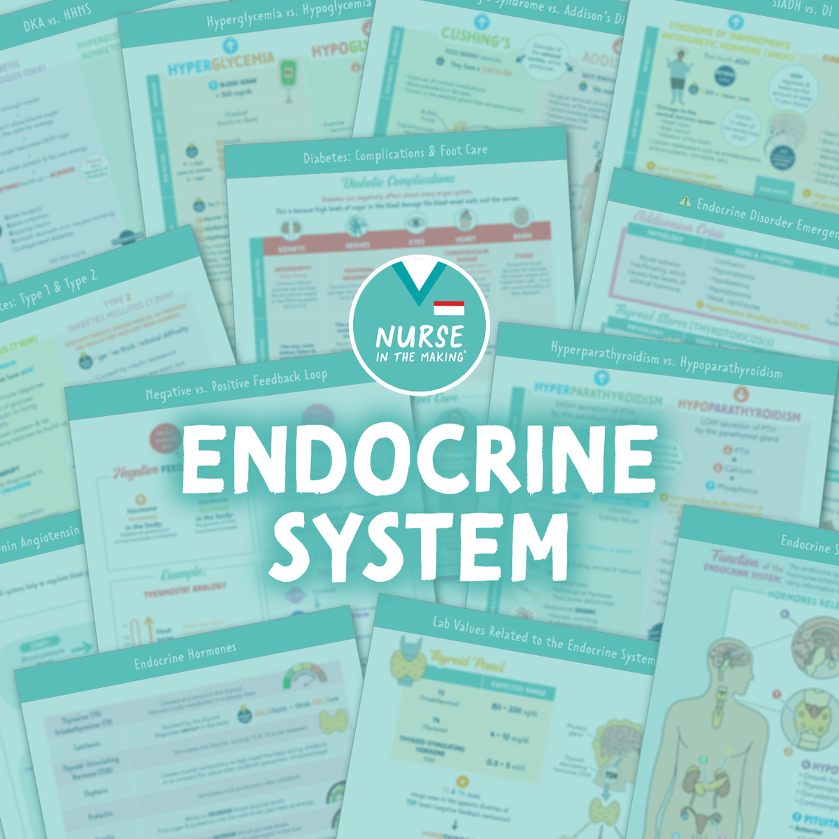 Endocrine System Study Guide