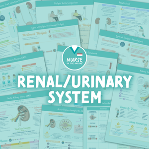 Renal / Urinary System Study Guide